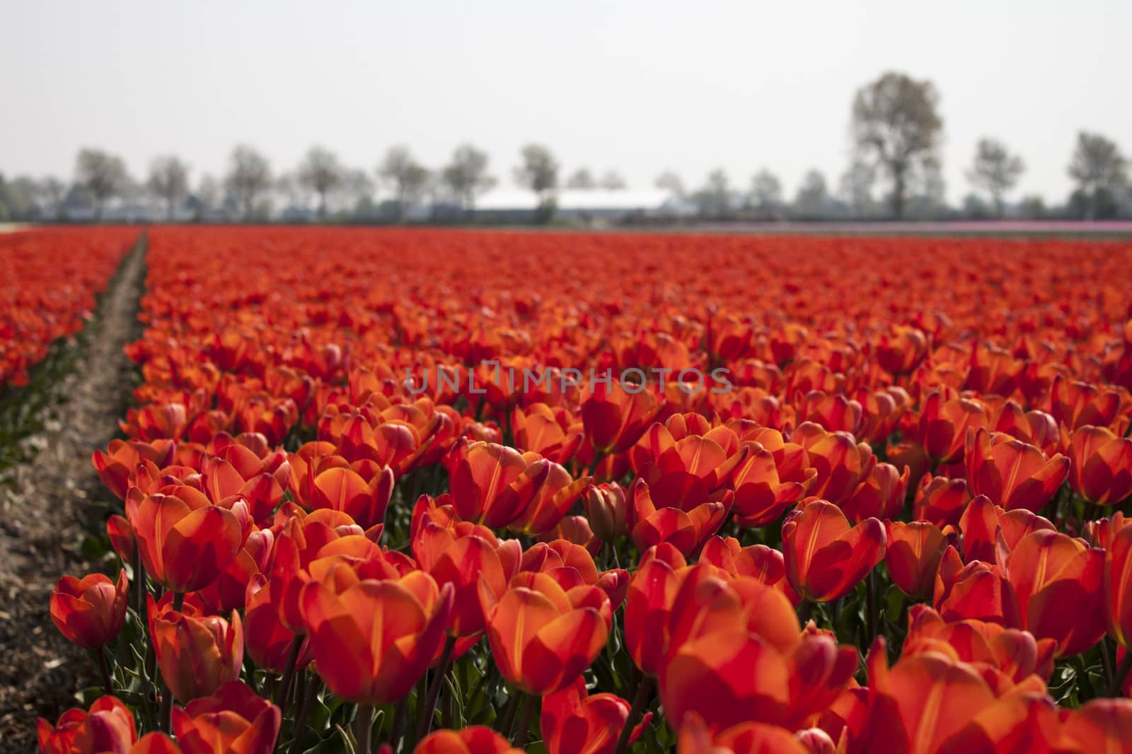 red tulip field in bloom with trees in background