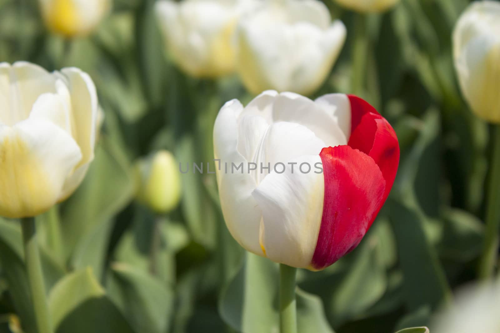 white tulip with red part in tulip filed