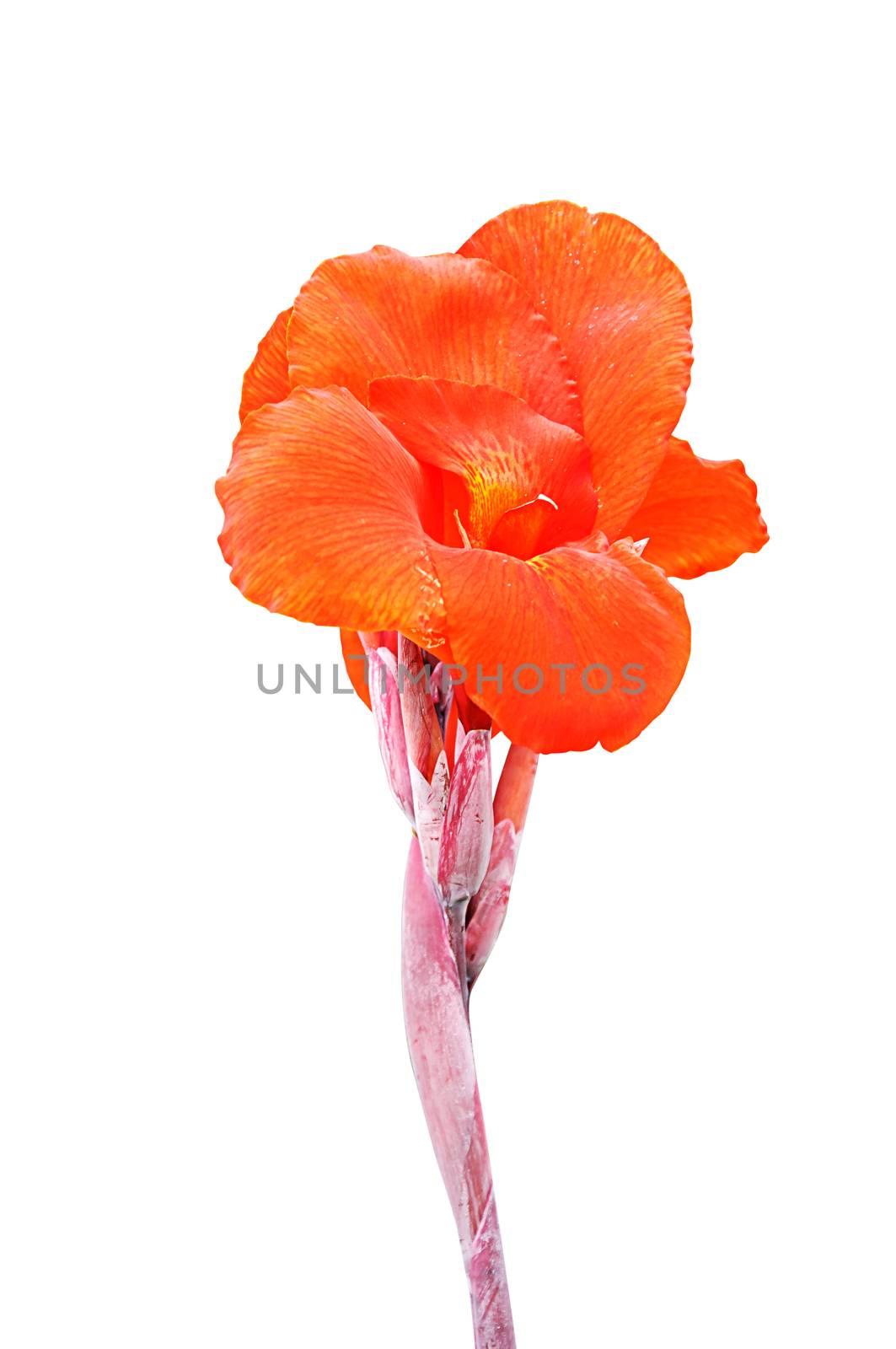 Canna flowers isolated by NuwatPhoto