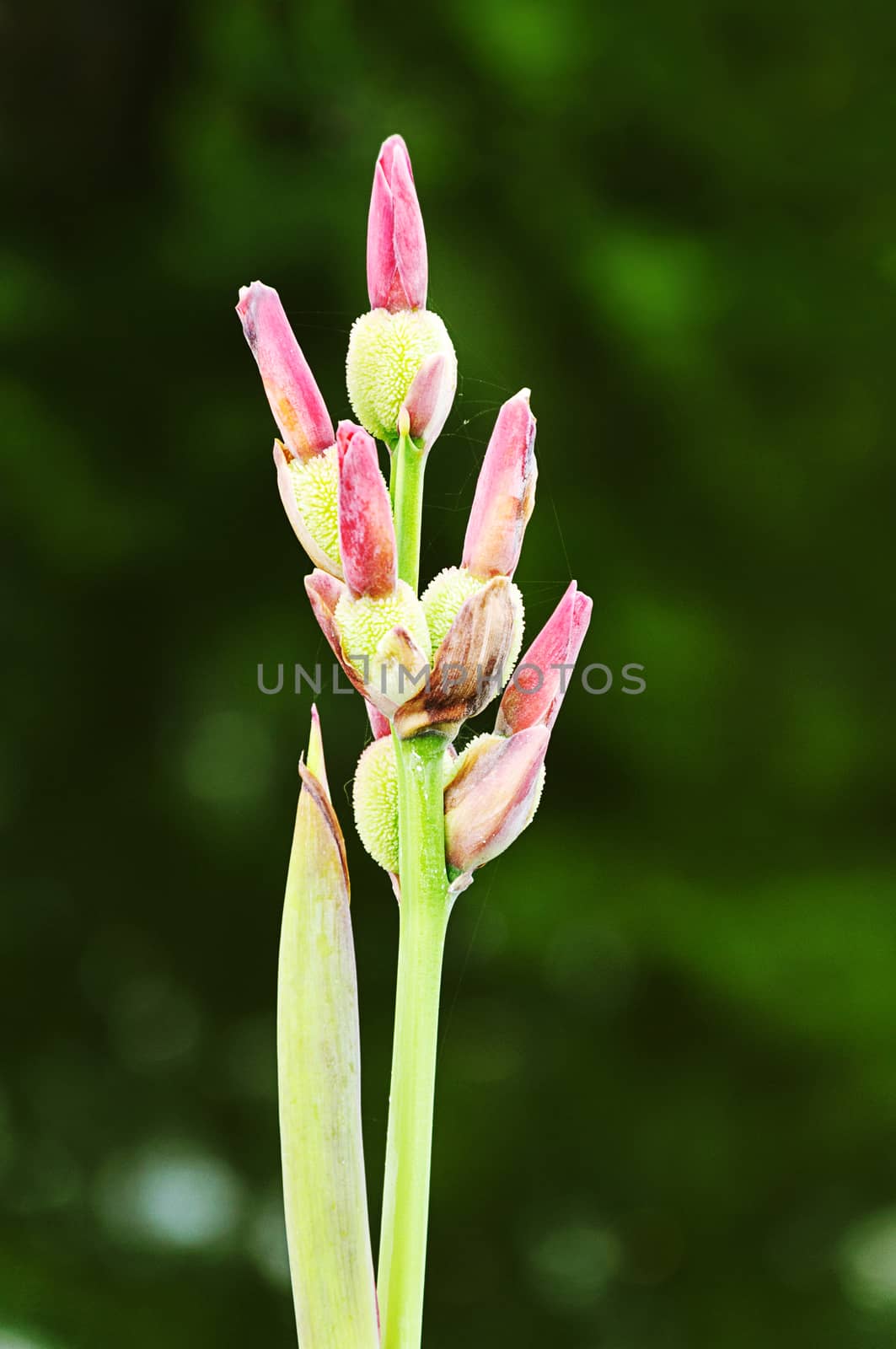 Seed pod of canna flowers by NuwatPhoto