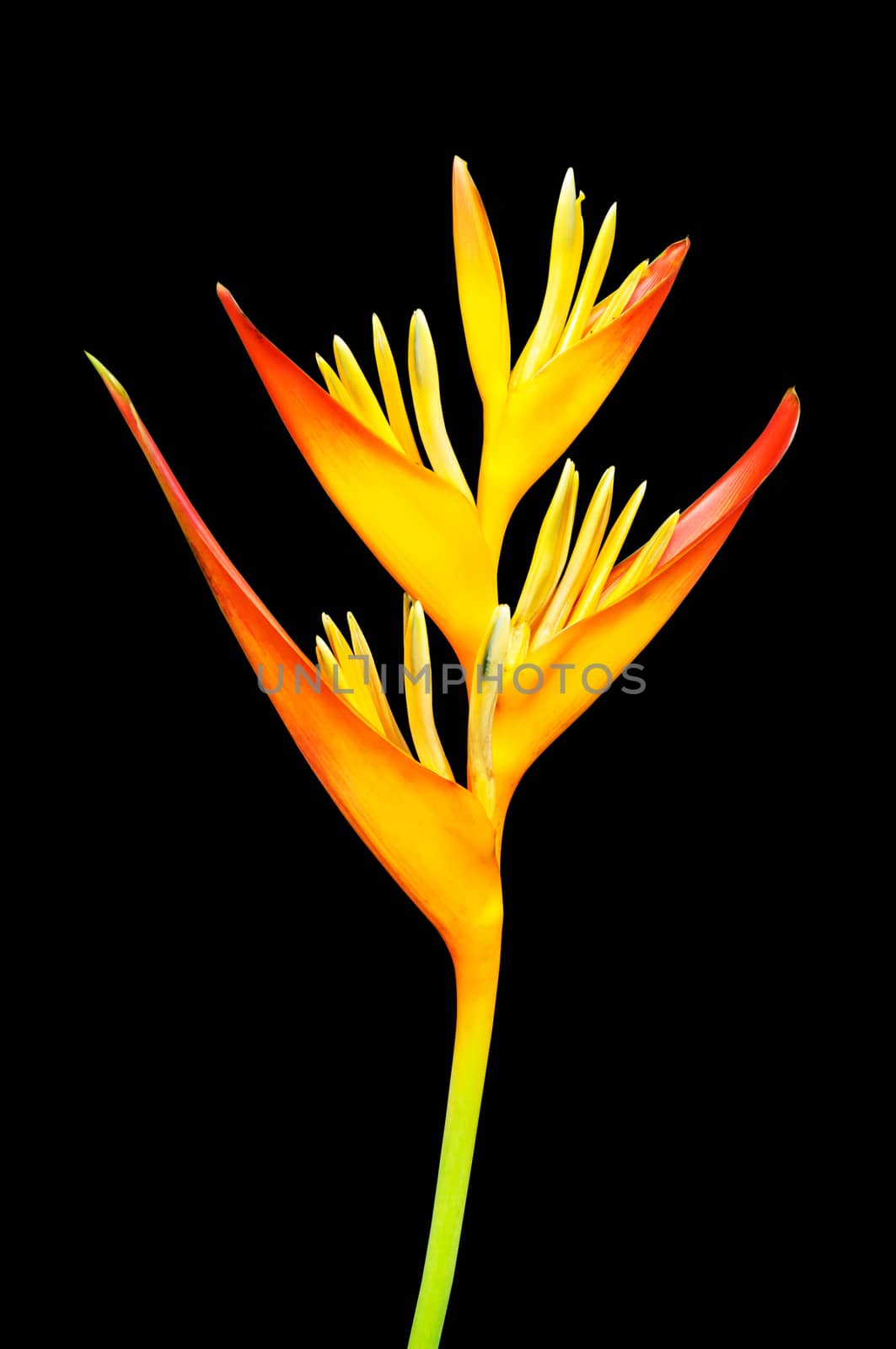 Bird of paradise flower by NuwatPhoto
