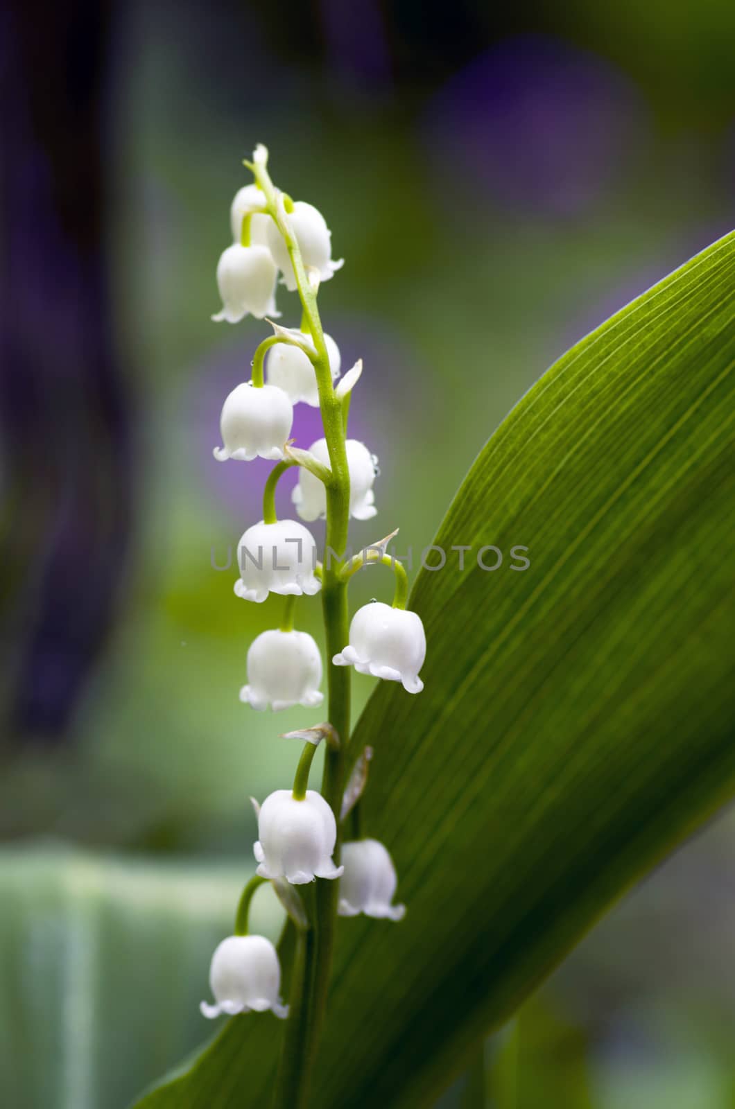 Close up of Lily of the valley 
