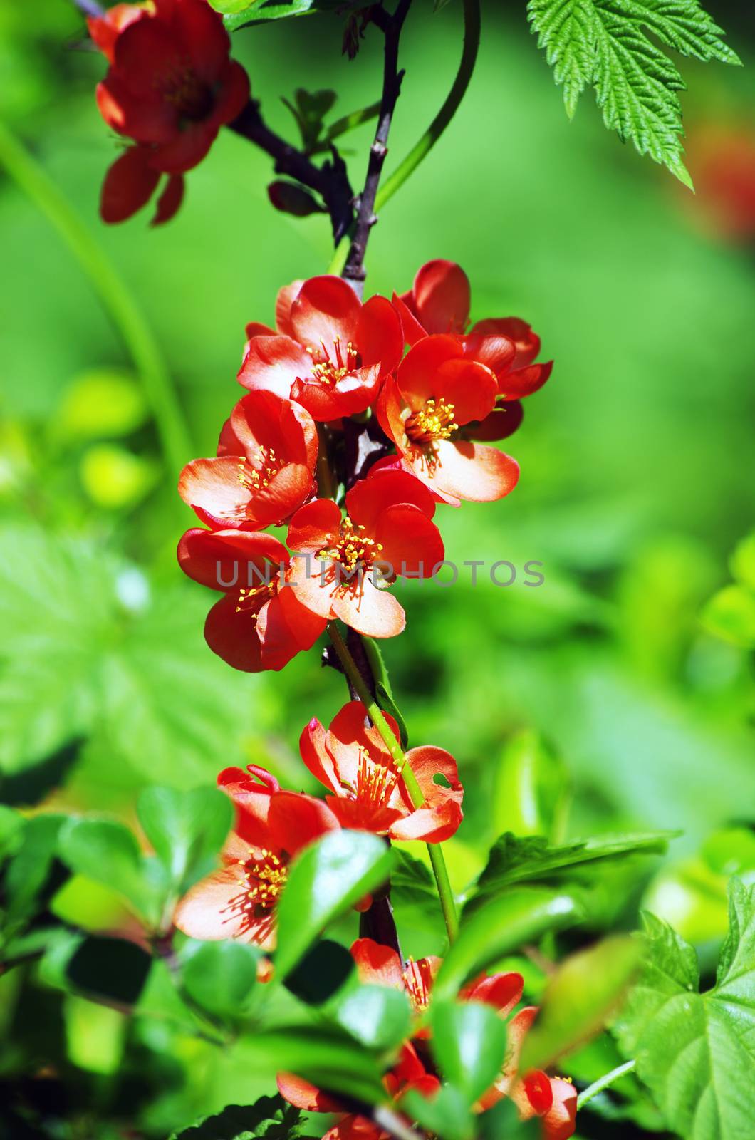 A close-up of a pinky red quince flower. 