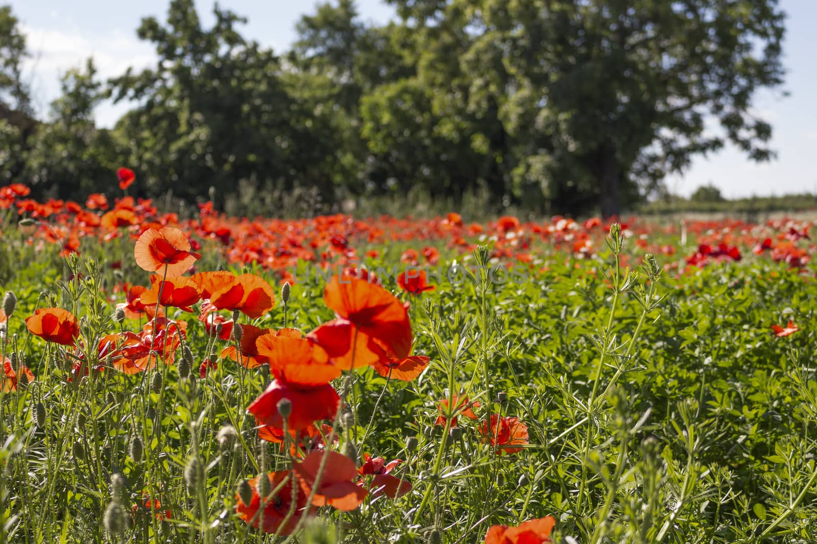 Red poppies on green weeds fields during spring in Italian countryside