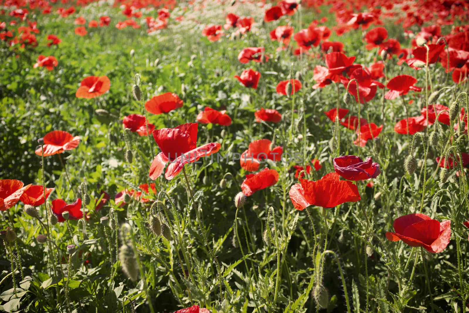Red poppies on green weeds fields during spring in Italian countryside