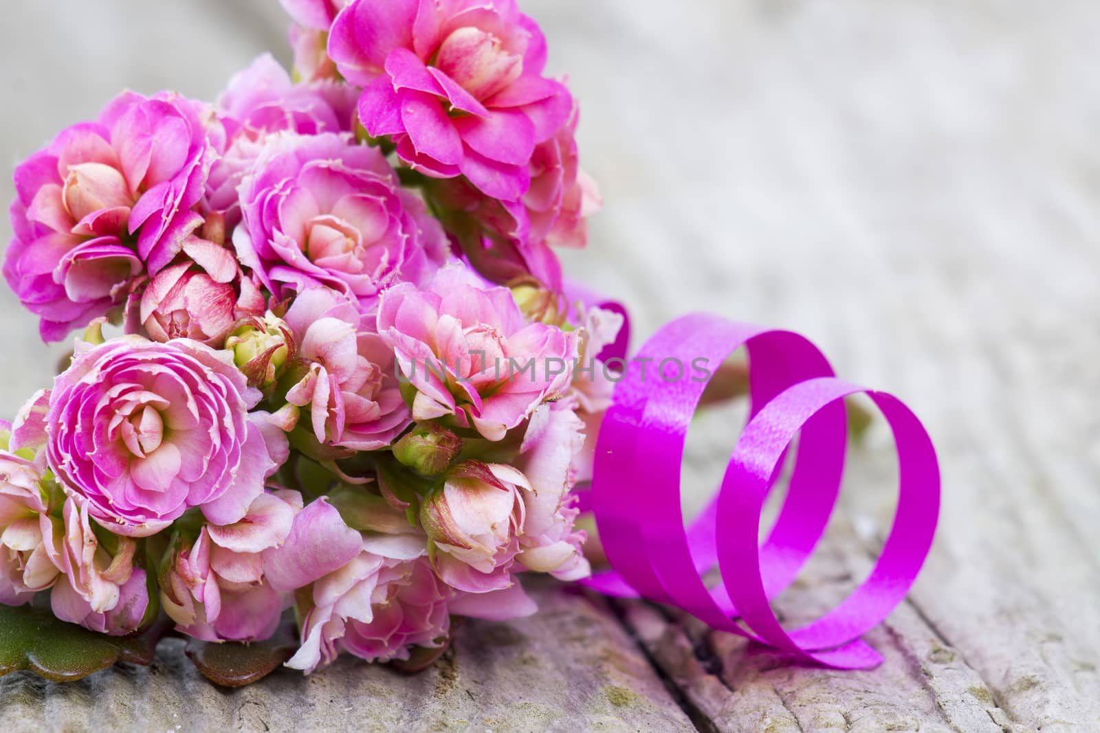Kalanchoe flower