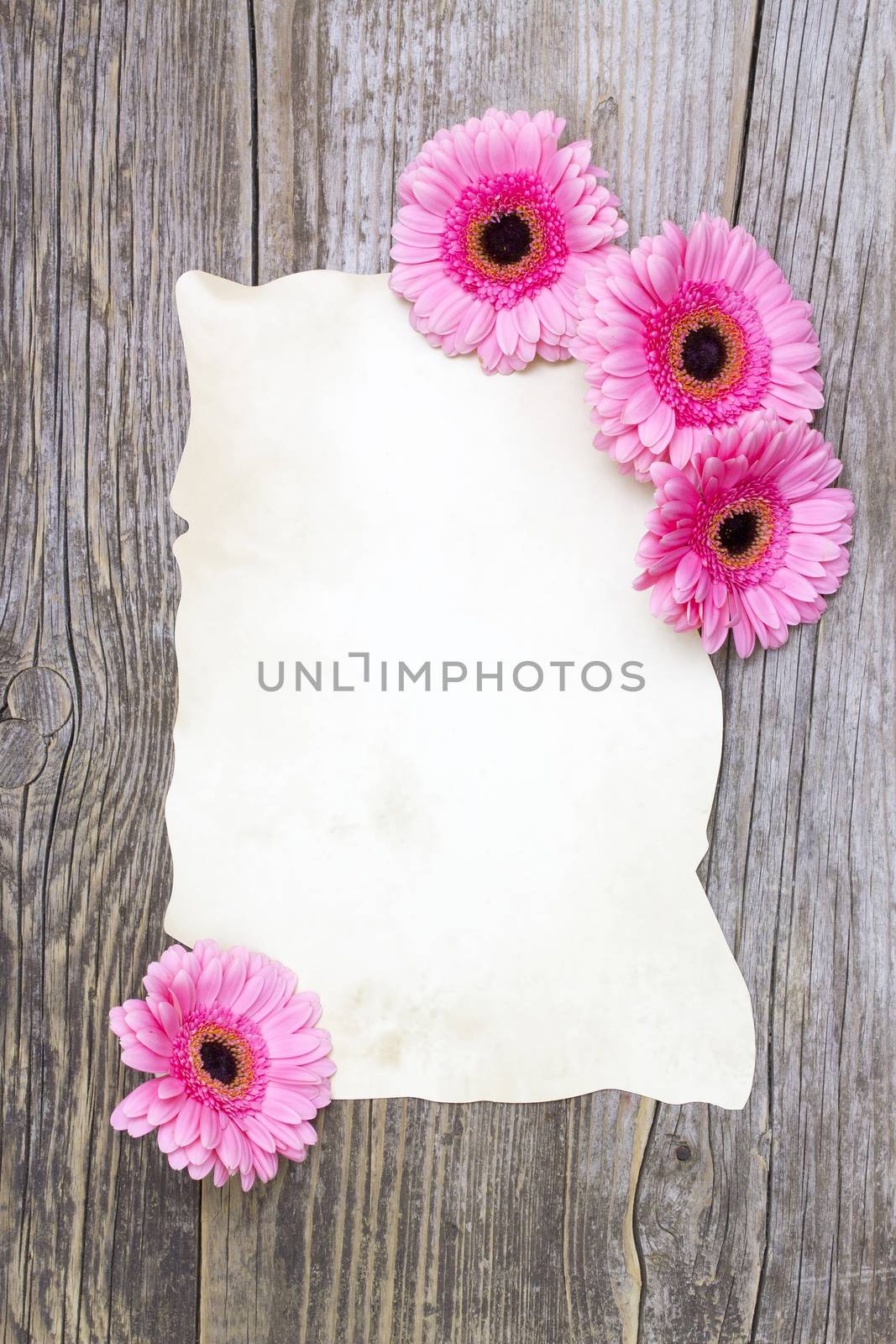 pink gerberas and empty sheet on a wooden board, vintage style by miradrozdowski