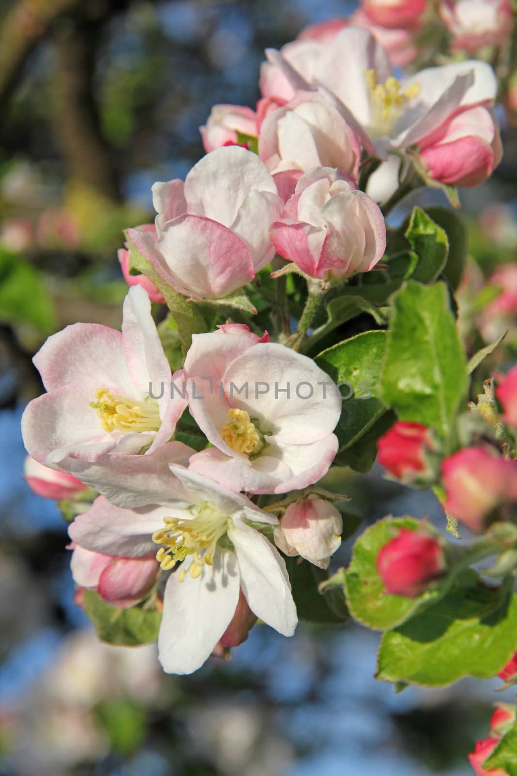 Pink apple blossoms in spring at sunset