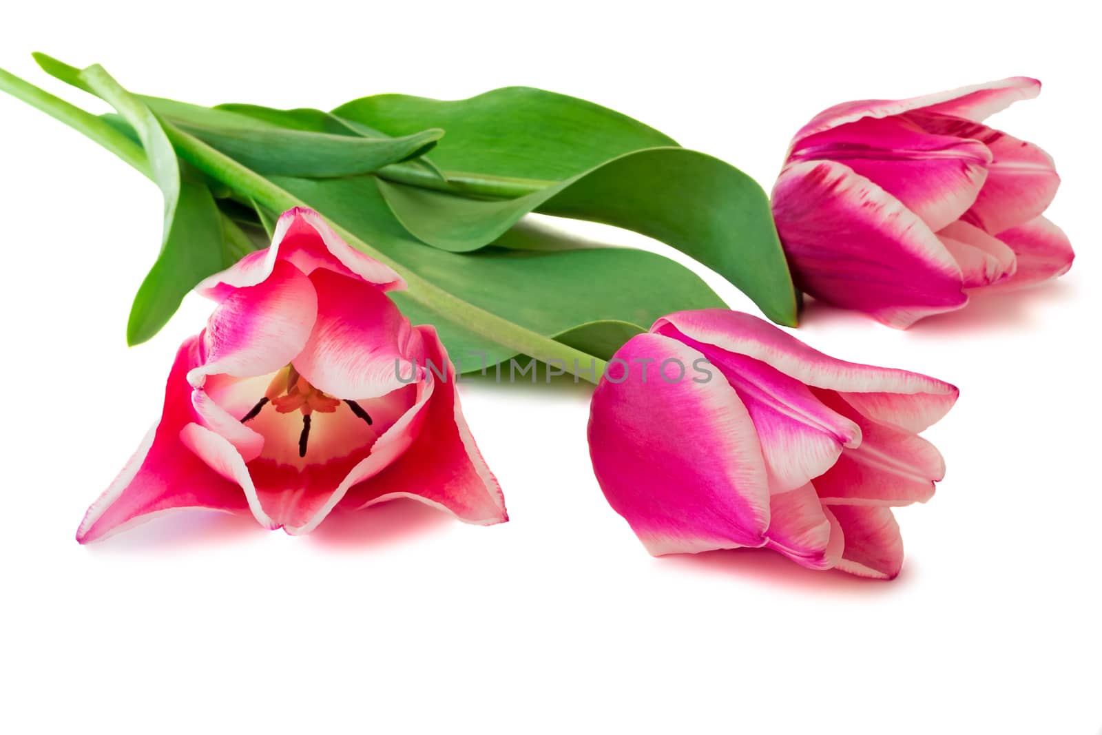 Three bright pink tulips on a white background. by georgina198