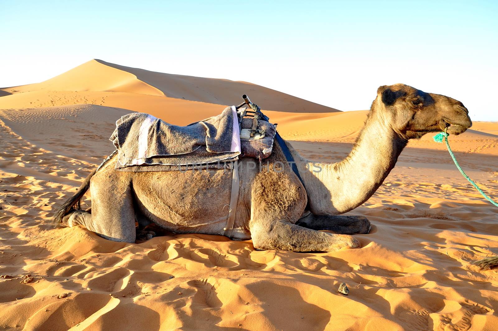 Camel rest in the sand by anderm