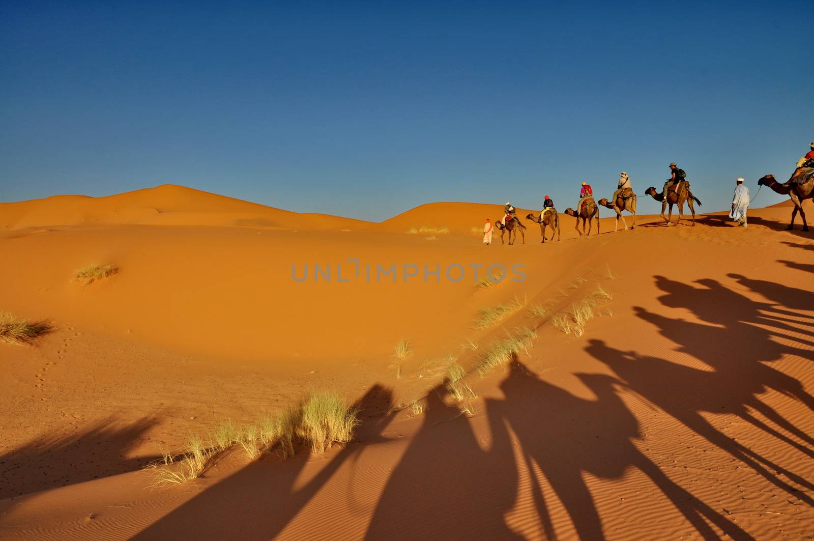 Shadow of Camels in Merzouga desert, Morocco by anderm