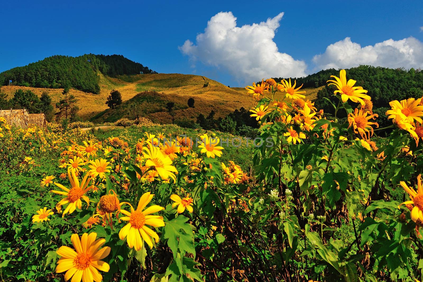 Tung Bua Tong Mexican sunflower under blue sky in Maehongson, Th by think4photop