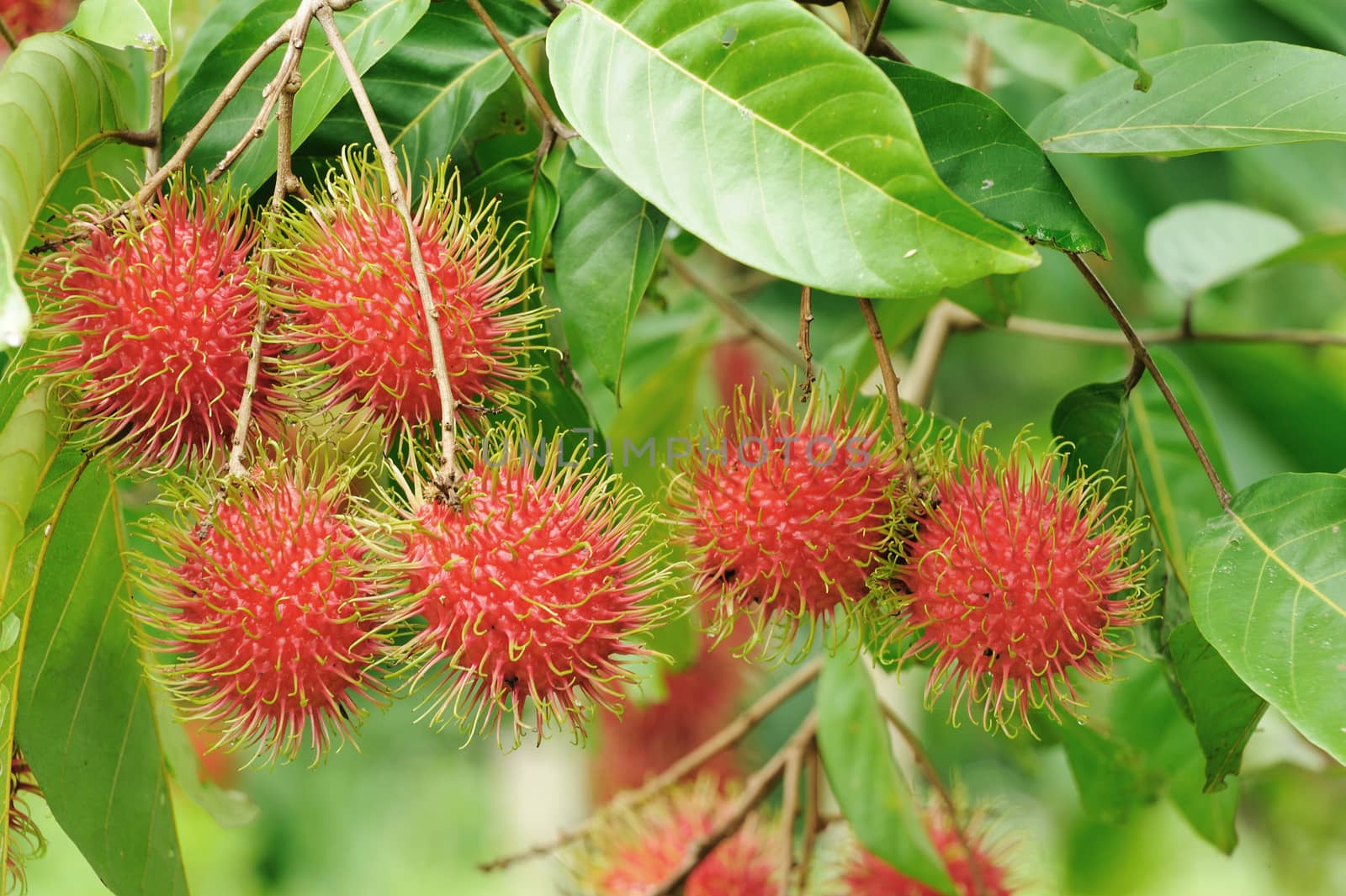 Details of Rambutan fruit background