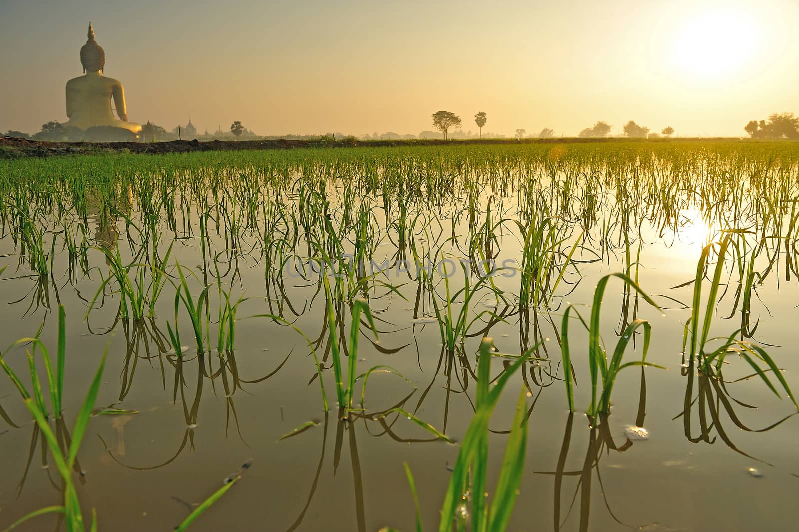 Rice field in the morning with giant buddha statue