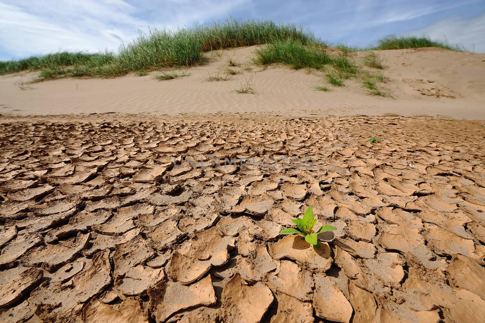 New Growth in Cracked Earth by think4photop