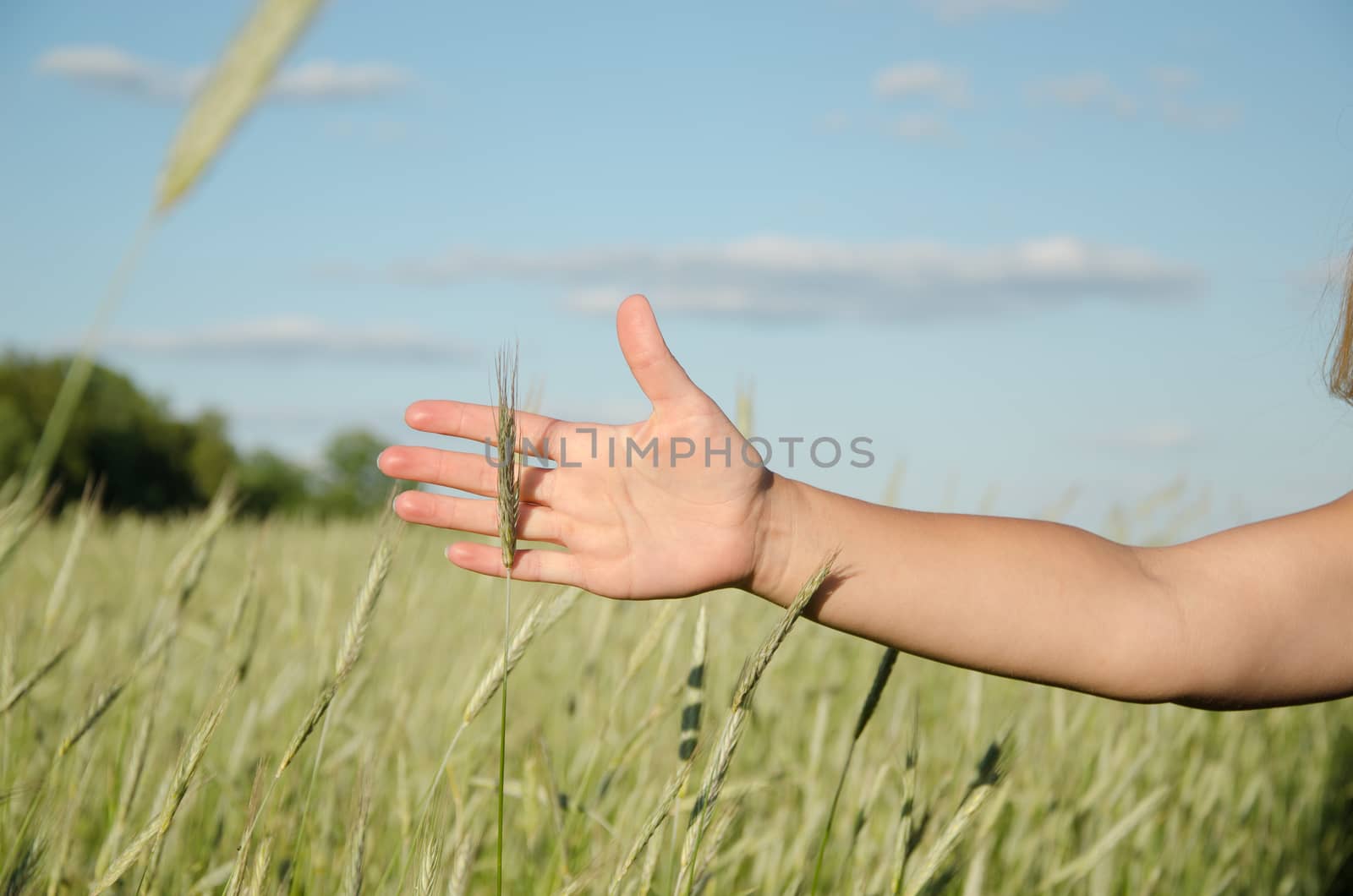 green rye along the soft female hand by sauletas