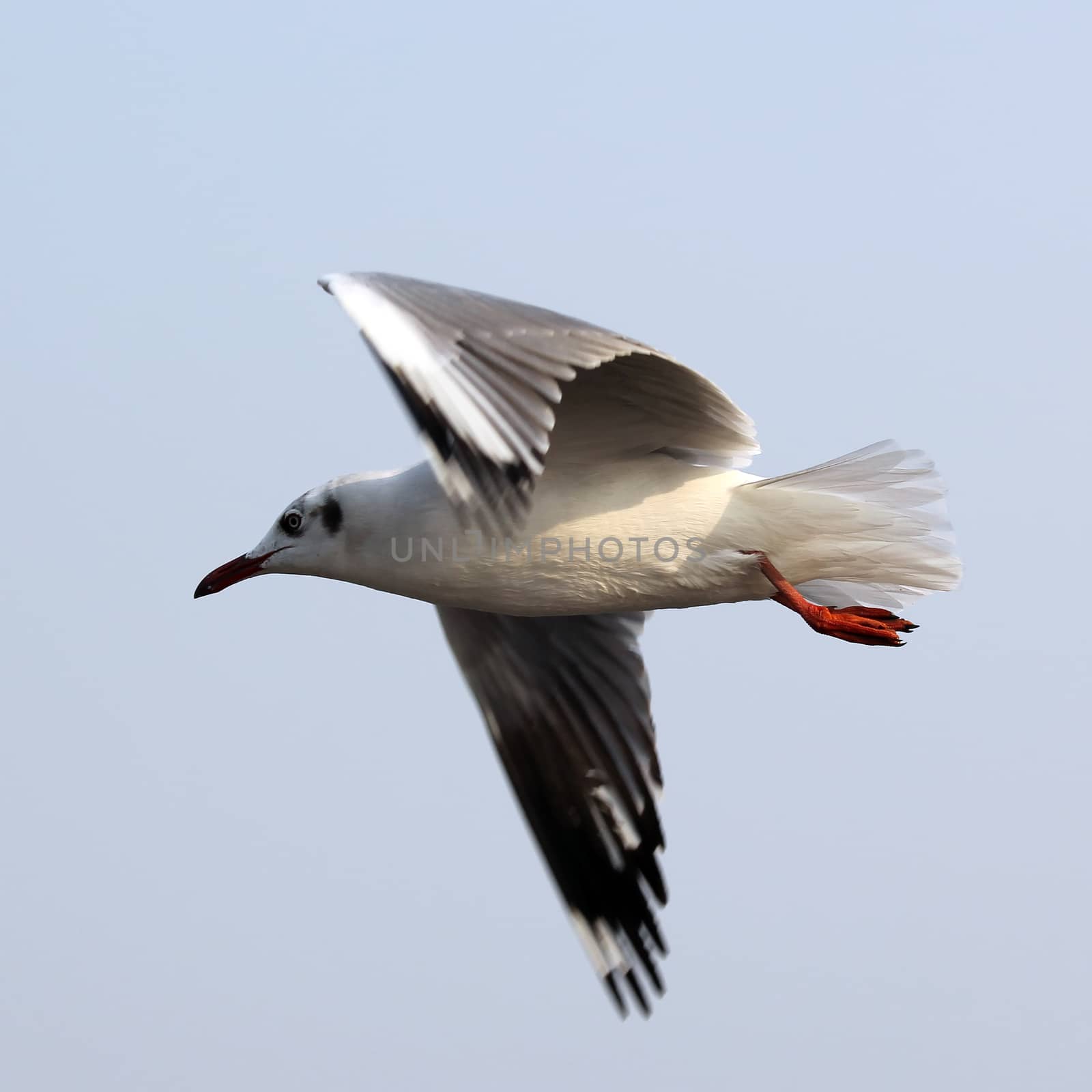 flying seagull on beautiful sky background