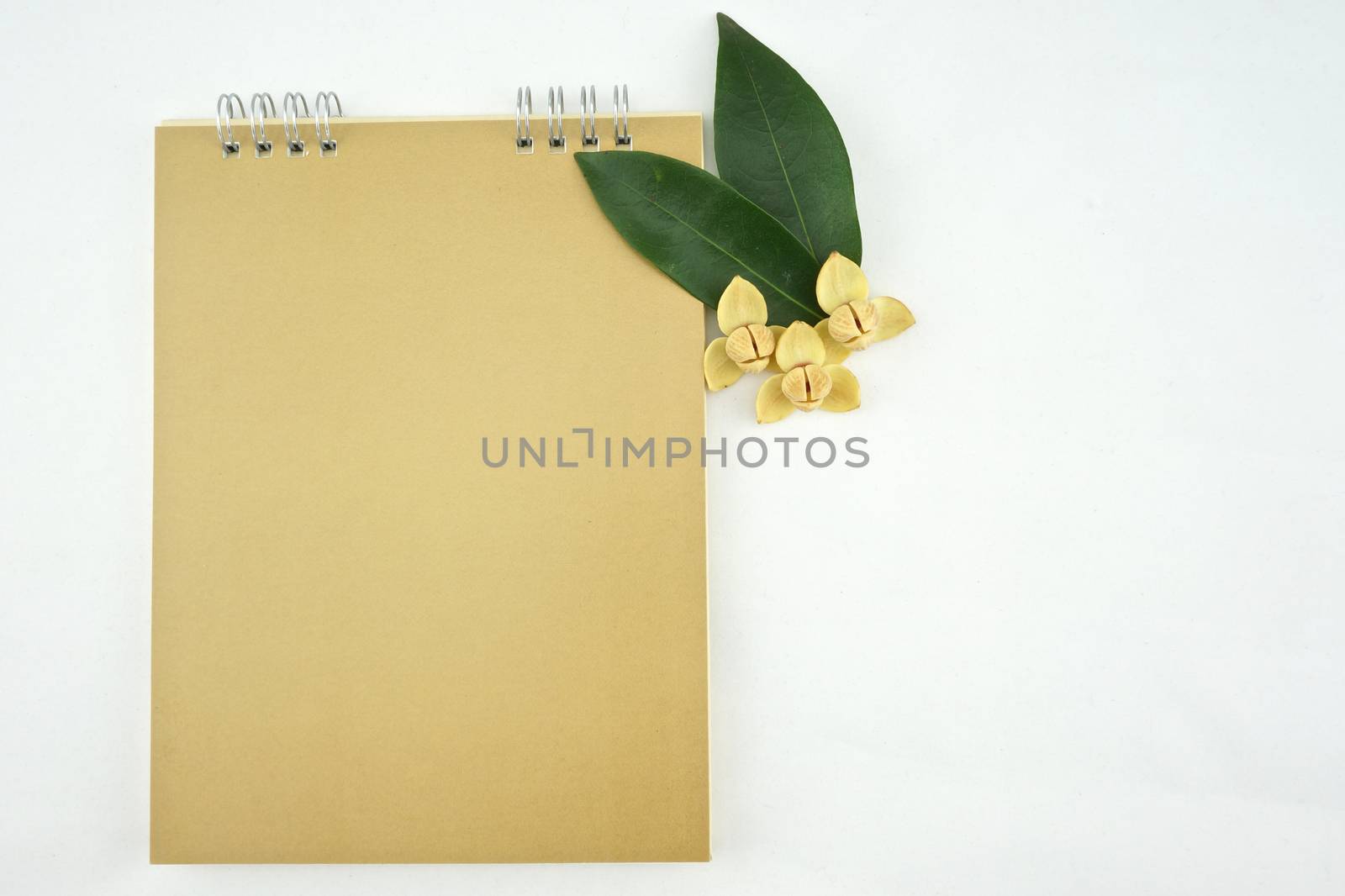 Devil tree and gold calendar with white background by eaglesky