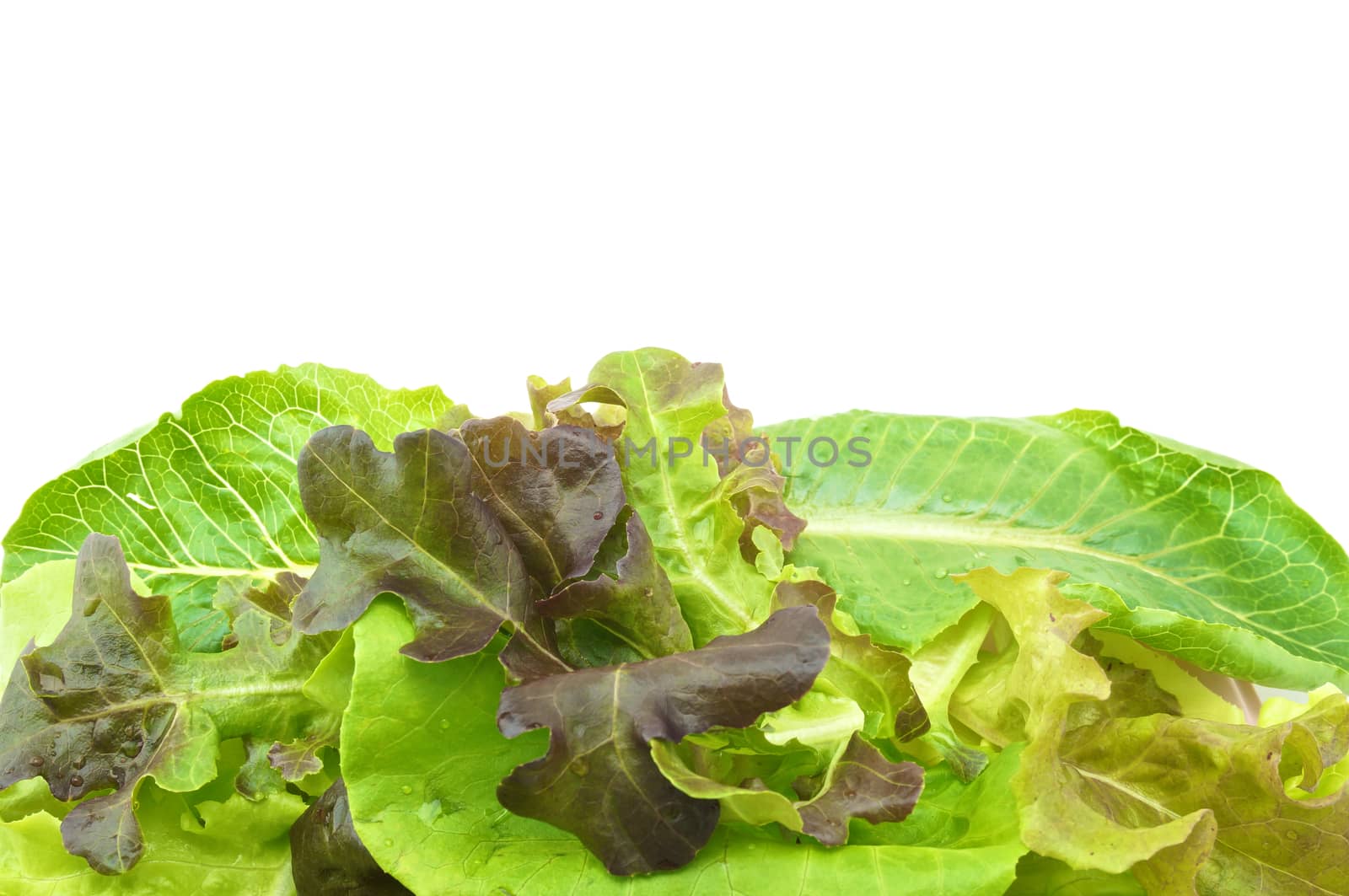 Fresh green and purple cabbage made vegetarian salad put on pink tray with white background.