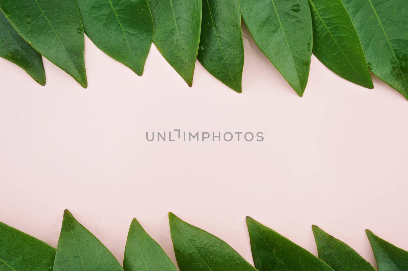 Leaves put line at top and bottom on pink tray as background texture.