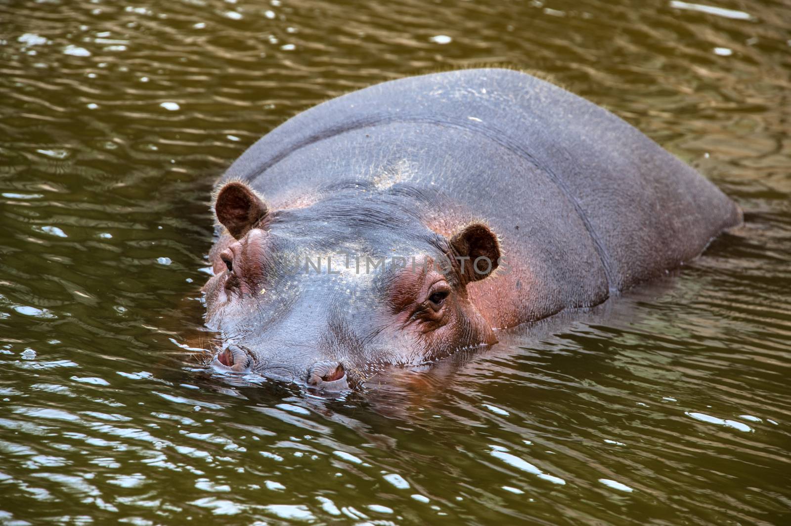 behemoth looking at the camera out of the water