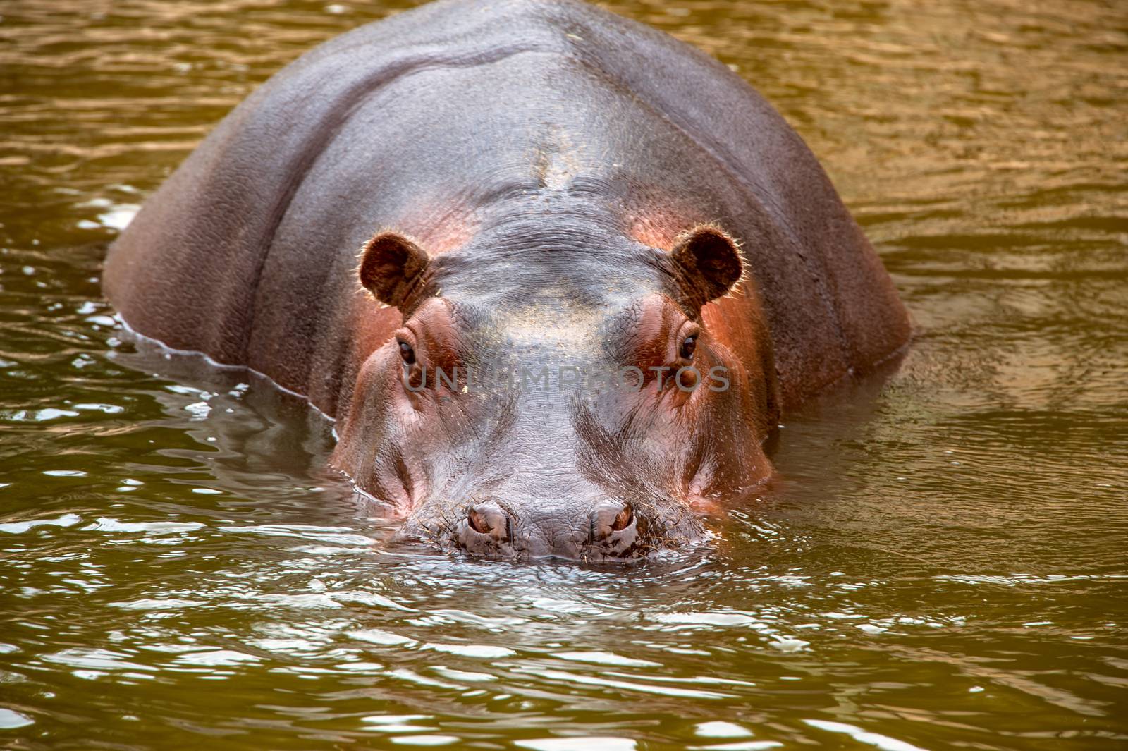 behemoth looking at the camera out of the water by xura