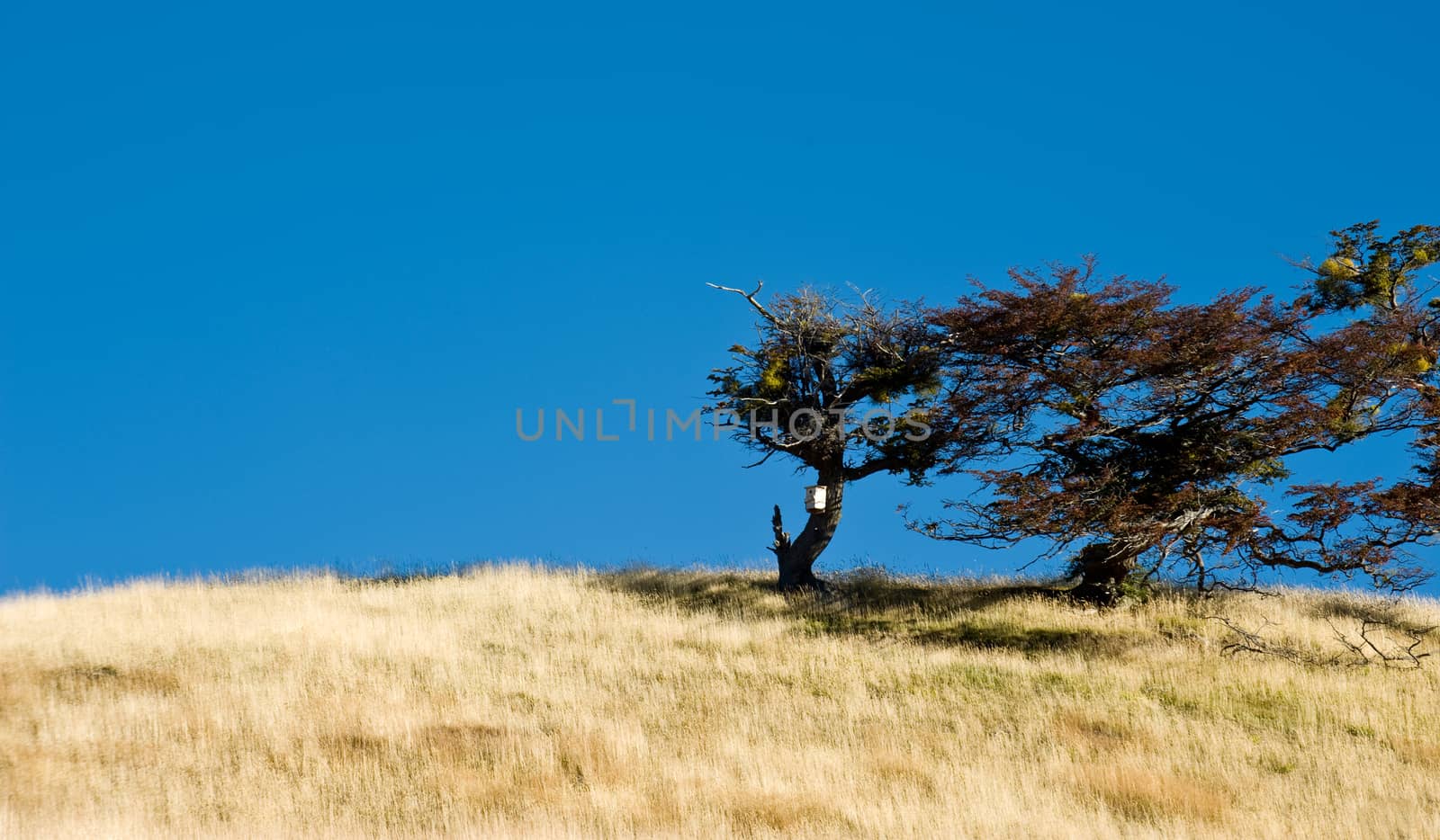 Autumn in Patagonia. Tierra del Fuego. Tree Growing in the wind by xura