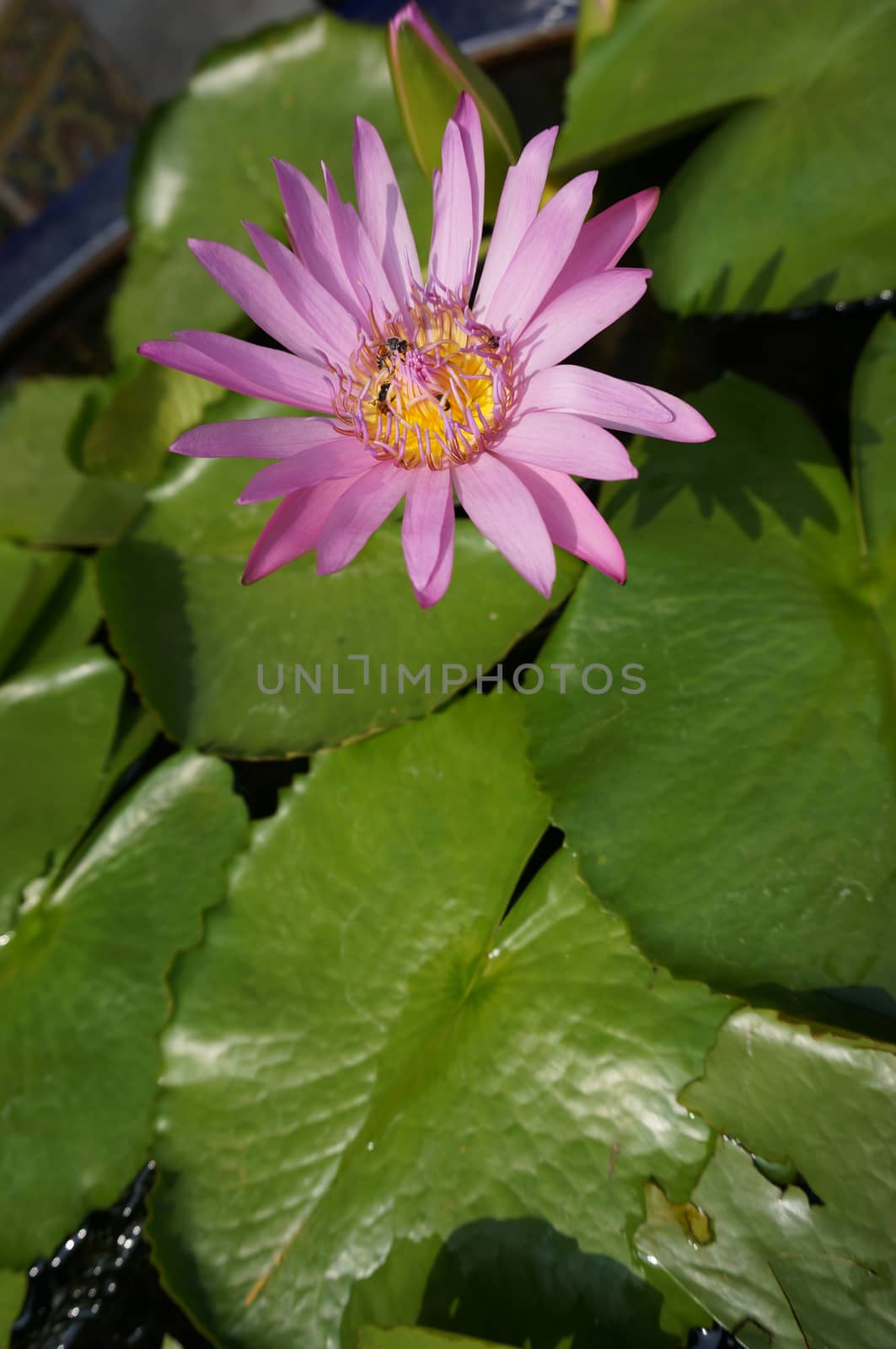 Pink lotus with bee swarm and green leaf in a pot of water.