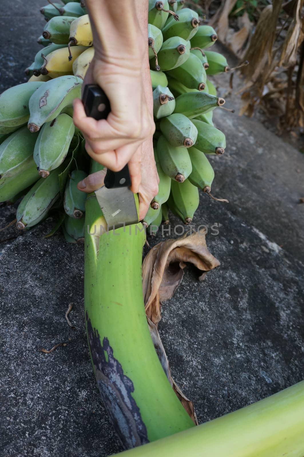 Woman are cutting off the banana with a knife on ground.