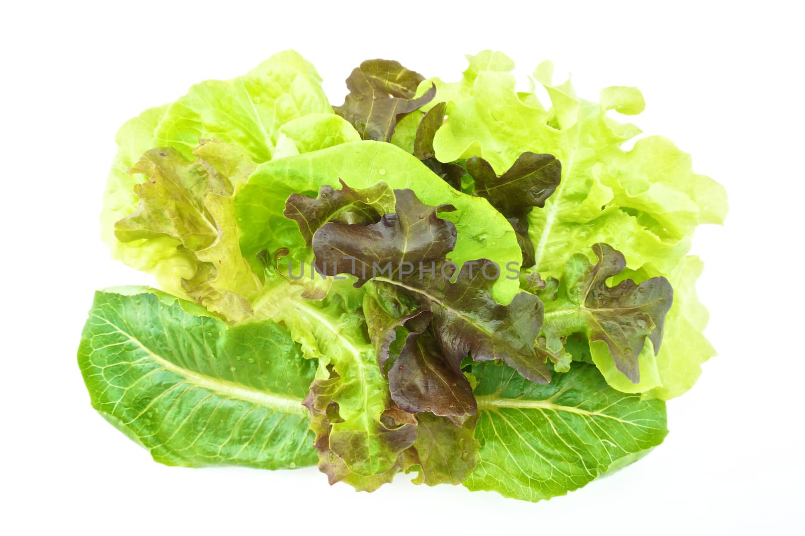 Fresh green and purple cabbage made vegetarian salad put on pink tray with white background.