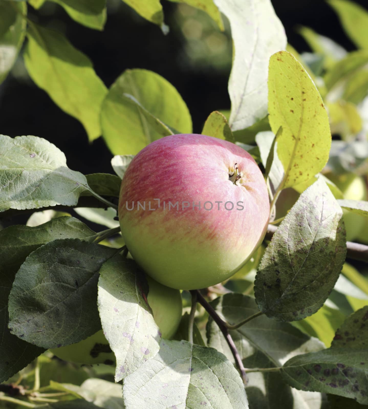 Beautiful ripe apple on apple tree branch