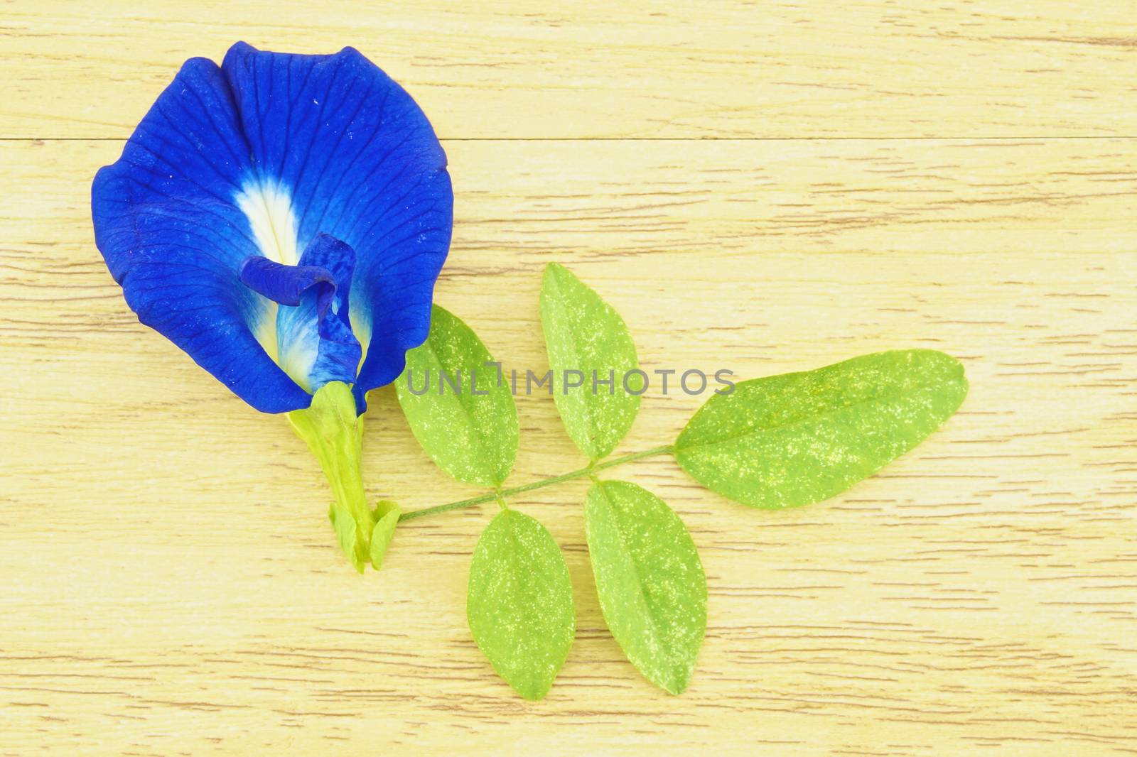 Asian Pigeonwings or Clitoria ternatea with green leafs on wood background by eaglesky