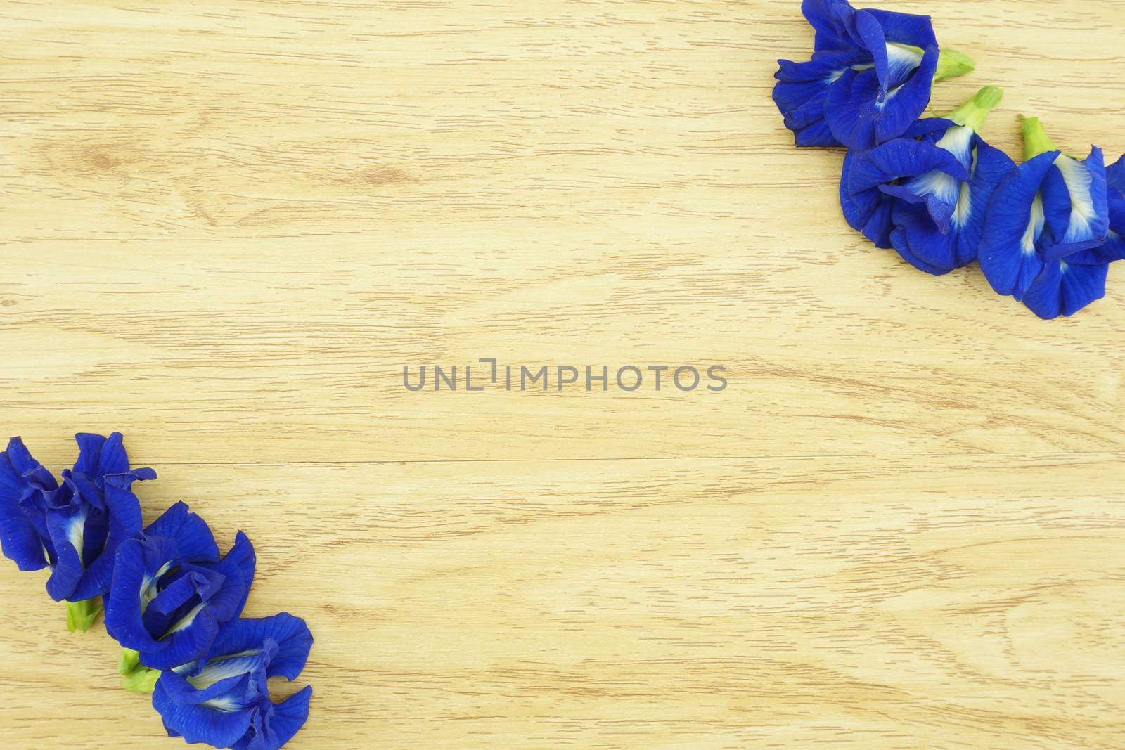 Asian Pigeonwings or Clitoria ternatea is a violet flowers on wood background.