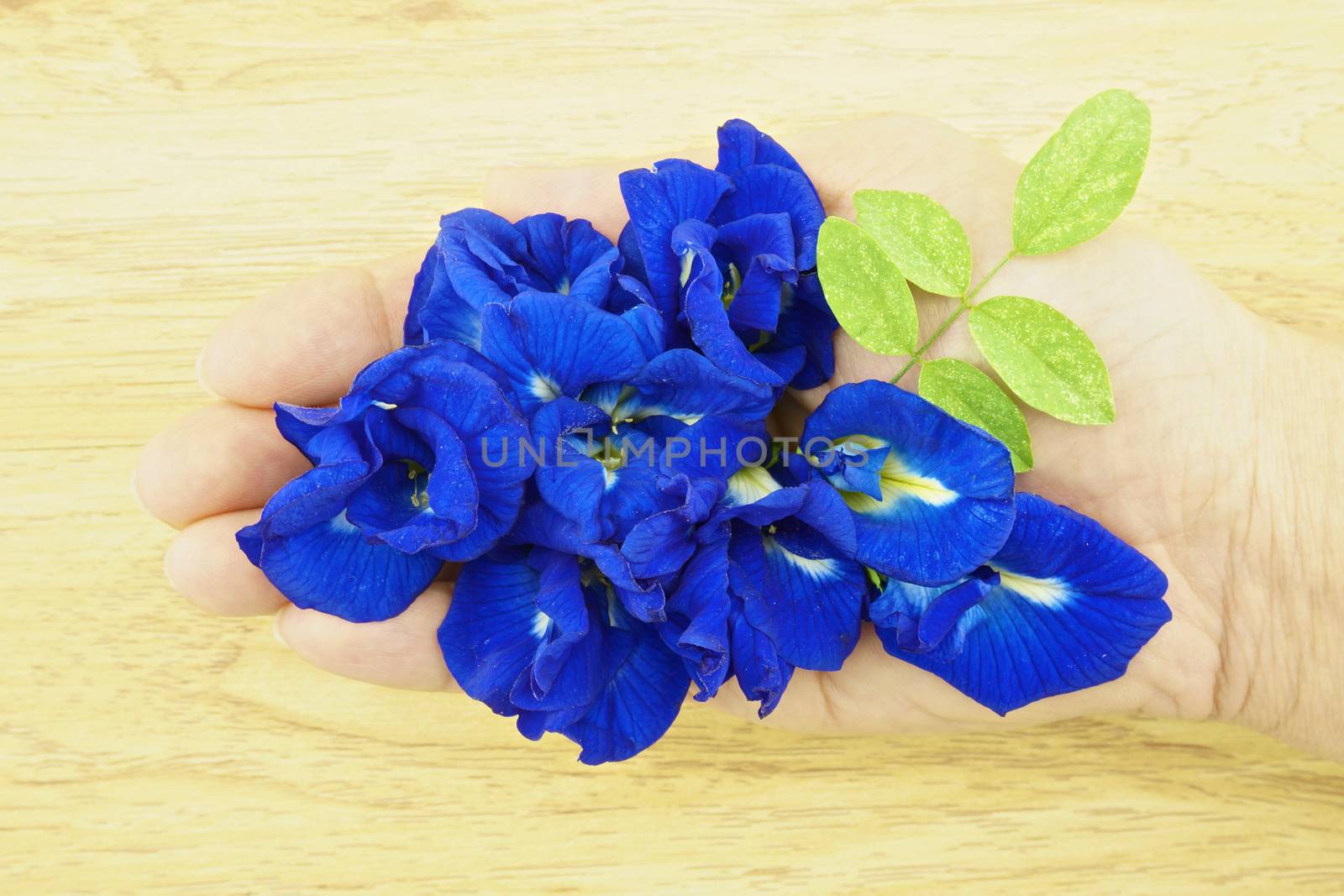 Asian Pigeonwings or Clitoria ternatea is a violet flowers with green leafs on wood background.