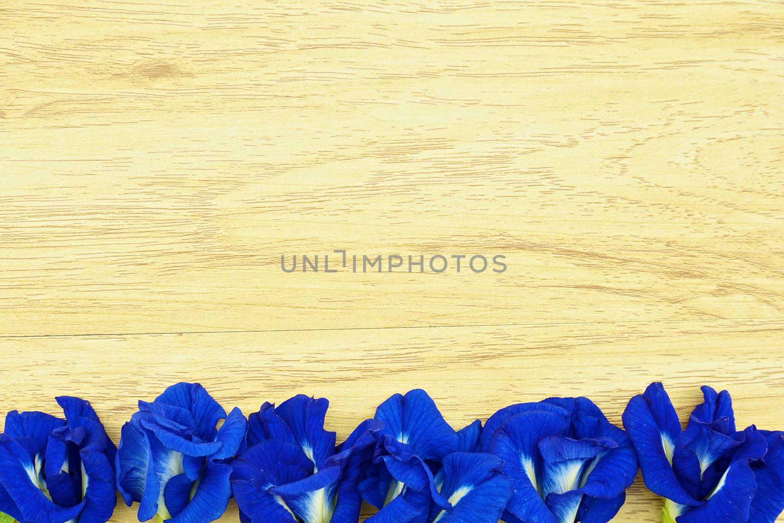 Asian Pigeonwings or Clitoria ternatea is a violet flowers on wood background.