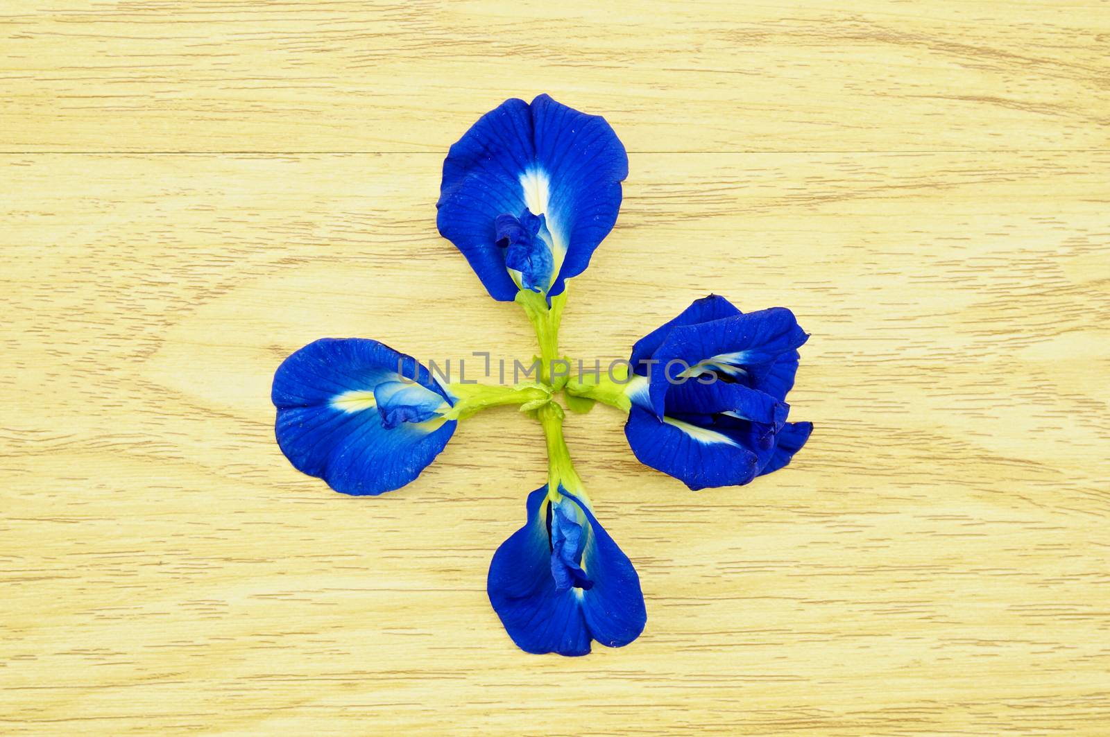 Asian Pigeonwings or Clitoria ternatea on wood background by eaglesky