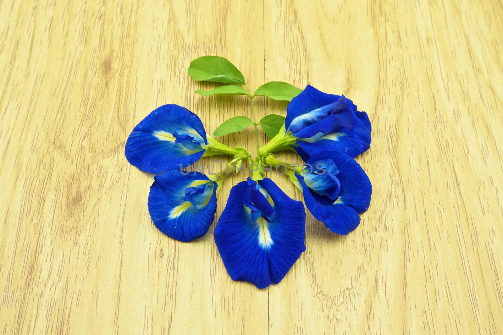 Asian Pigeonwings or Clitoria ternatea with green leafs by eaglesky