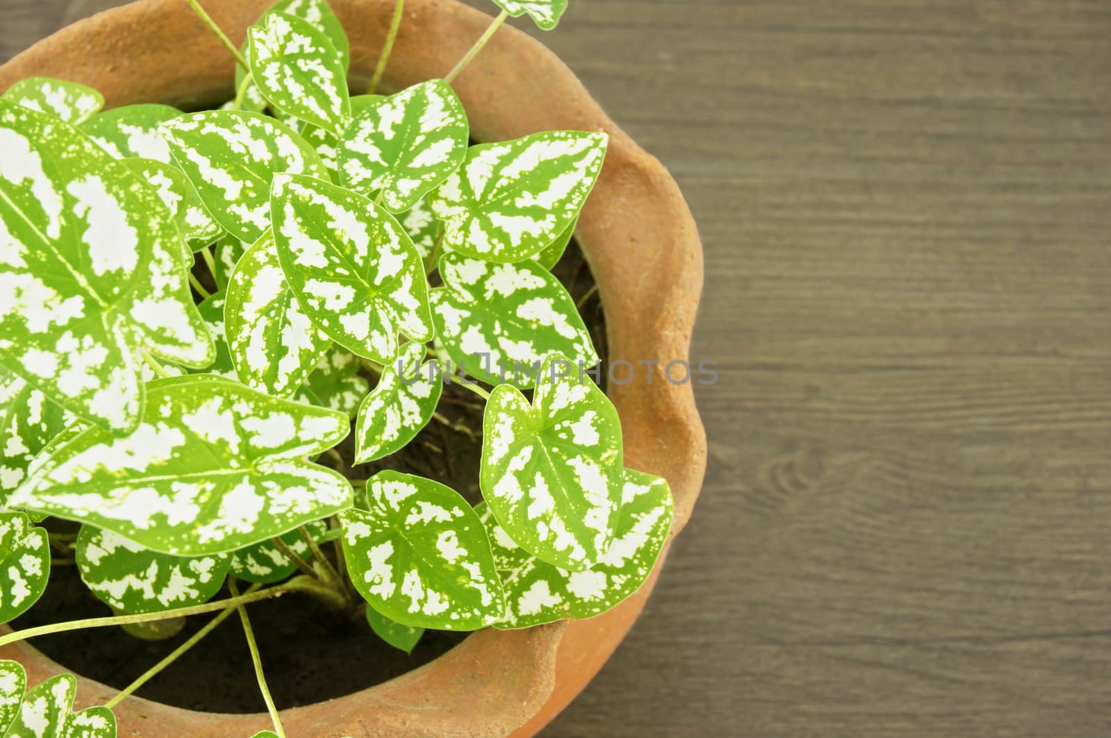 Caladium humboldtii in brown pot by eaglesky