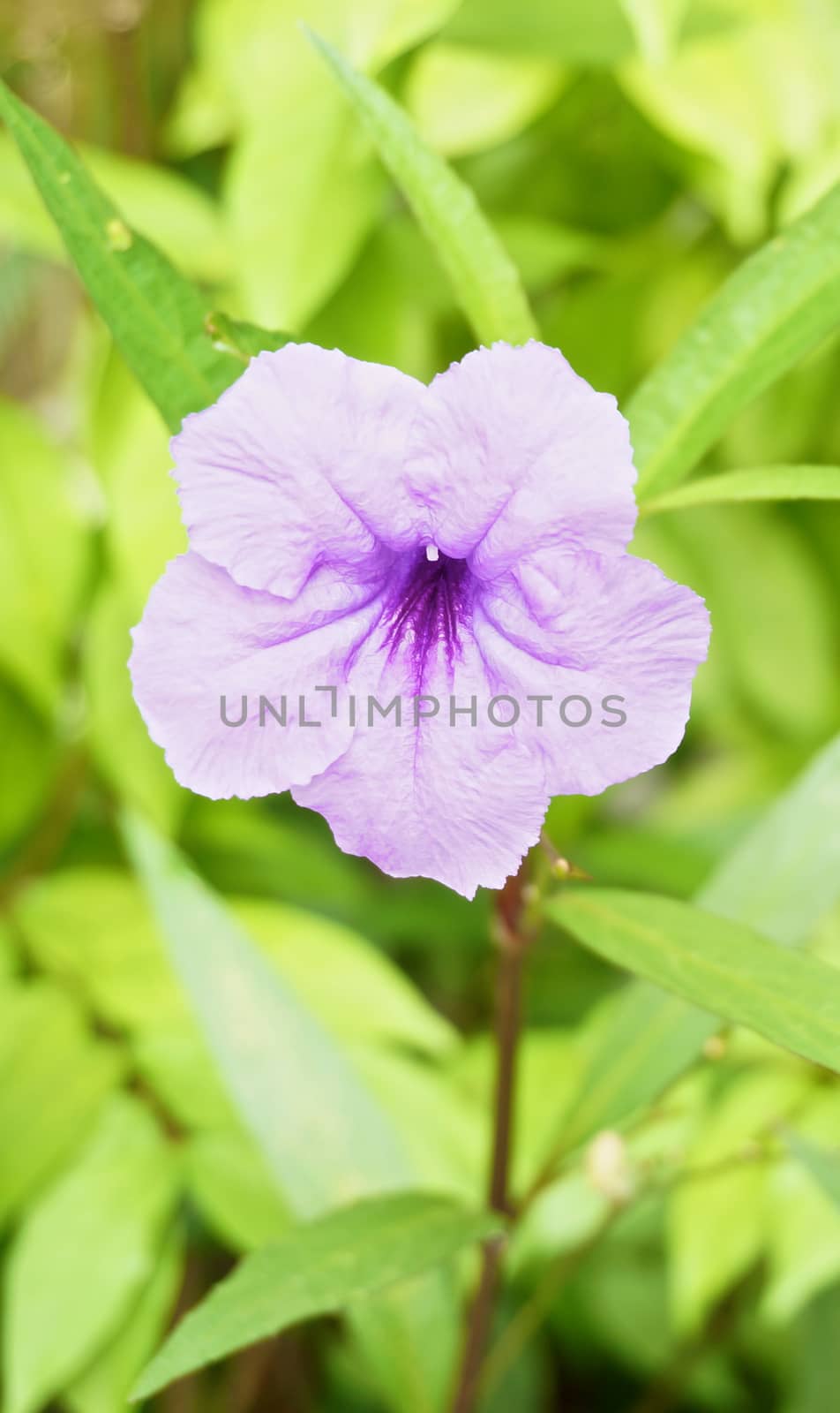 Ruellia tuberosa violet flower by eaglesky