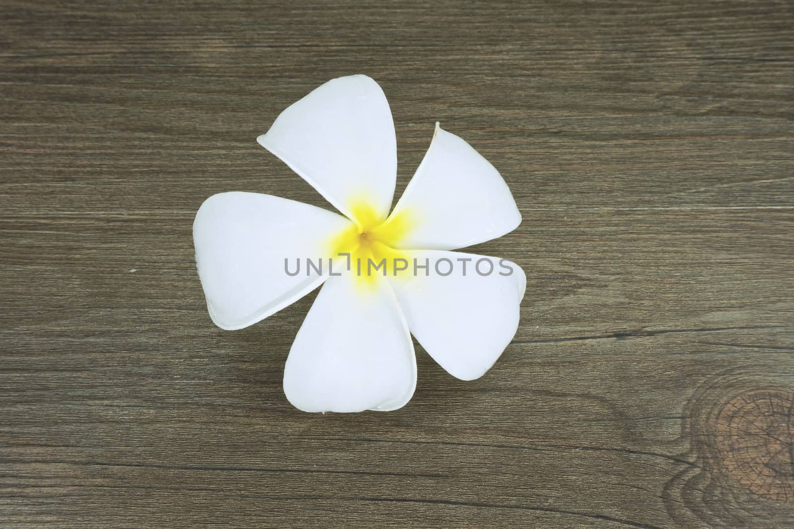 Fresh plumeria have white and yellow color place on the  wood background.