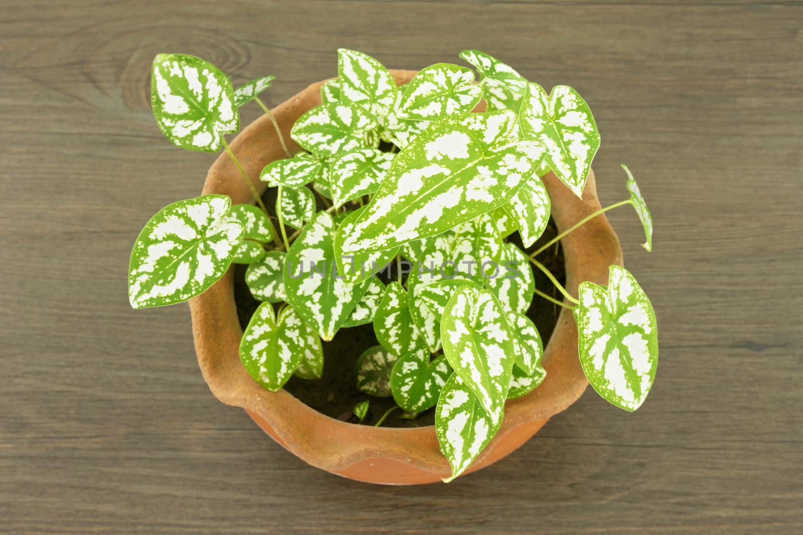 Caladium humboldtii has white and green leaves in brown pot on a wooden floor.