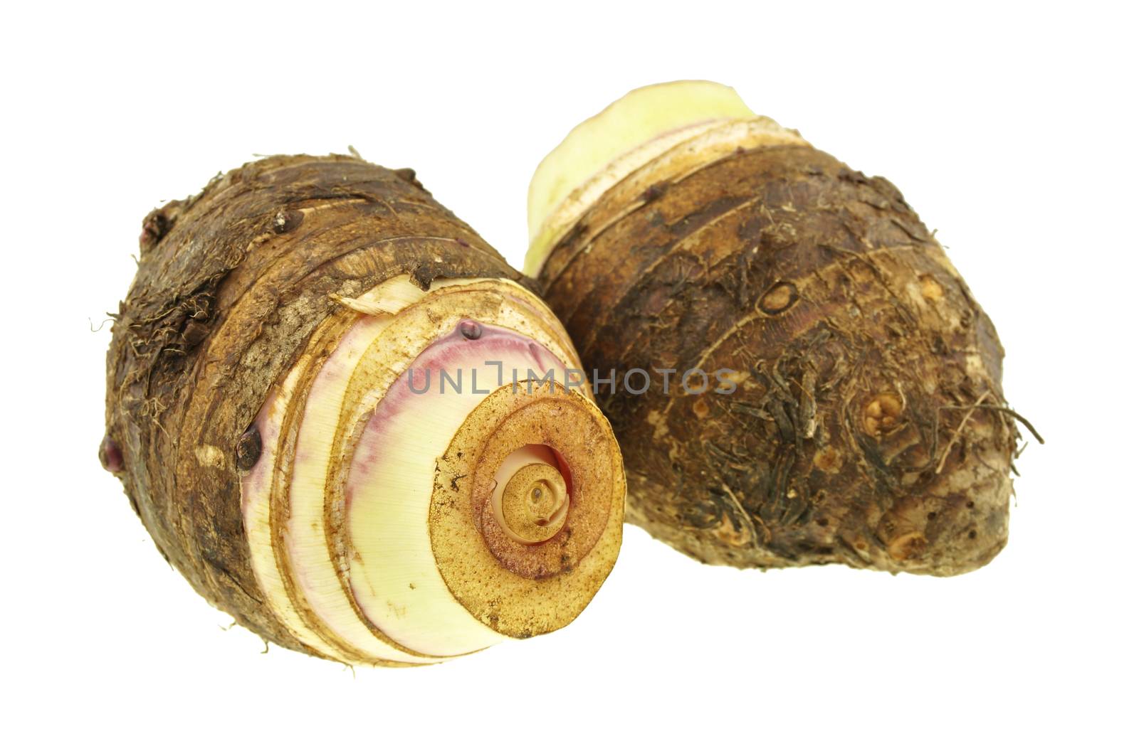 Close up Taro or Colocasia esculenta is root isolated on white background.