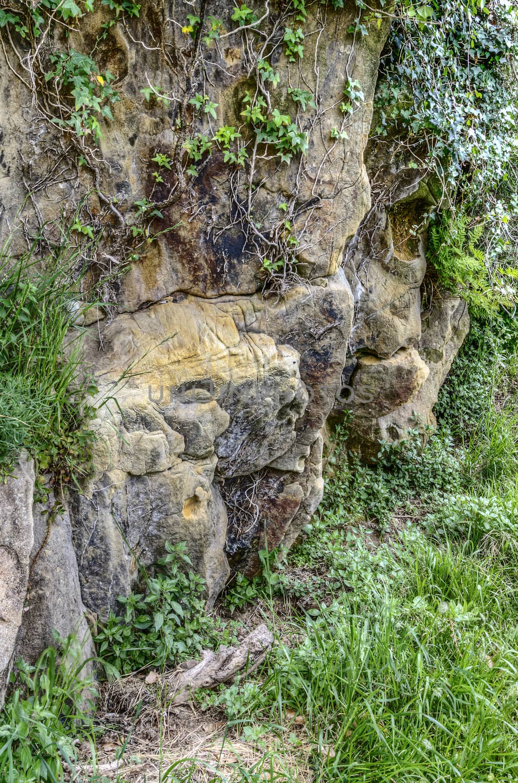 Very detailet rock texture in the forest.