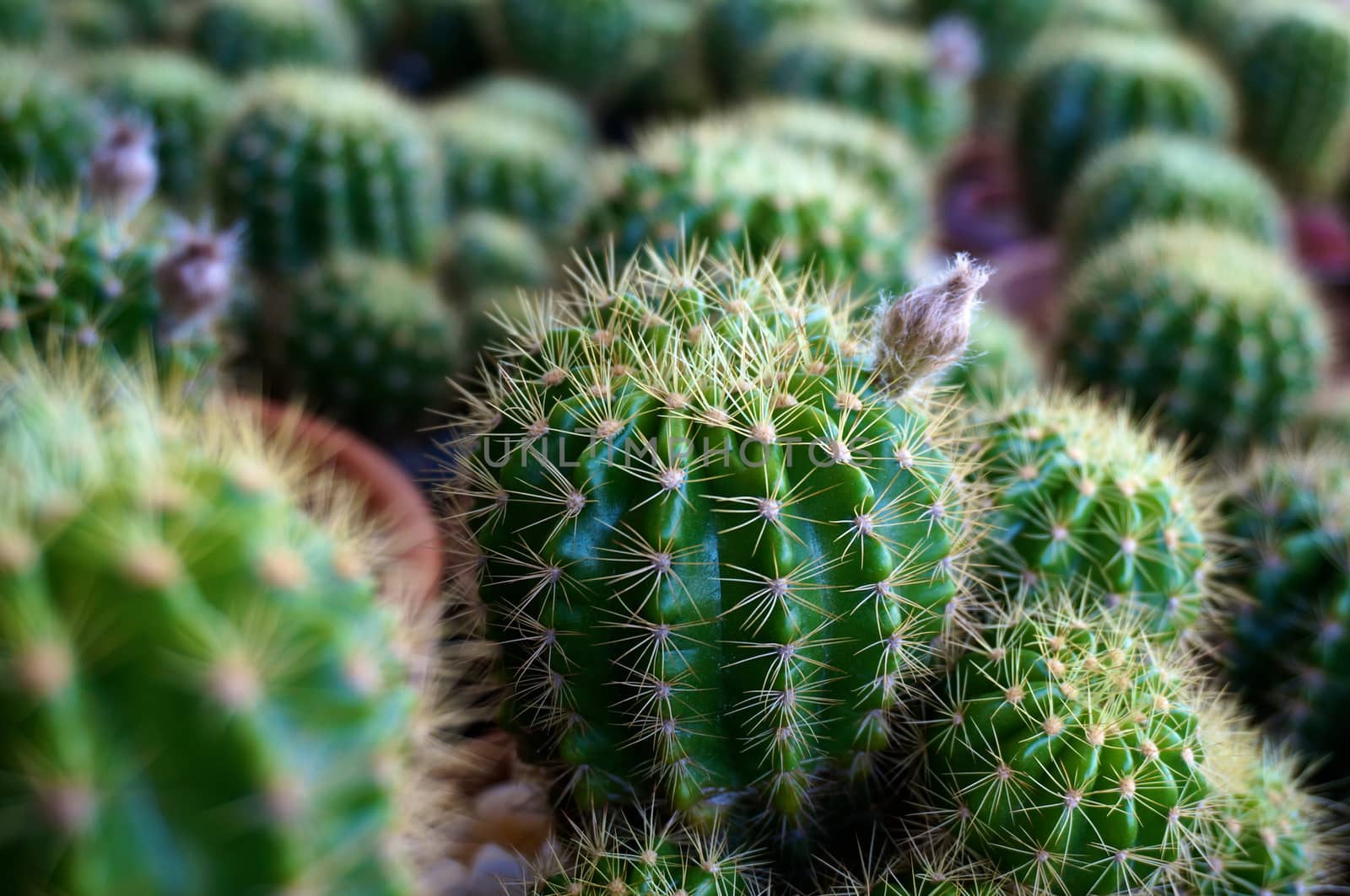 Close up of small green cactus and bud flower by eaglesky