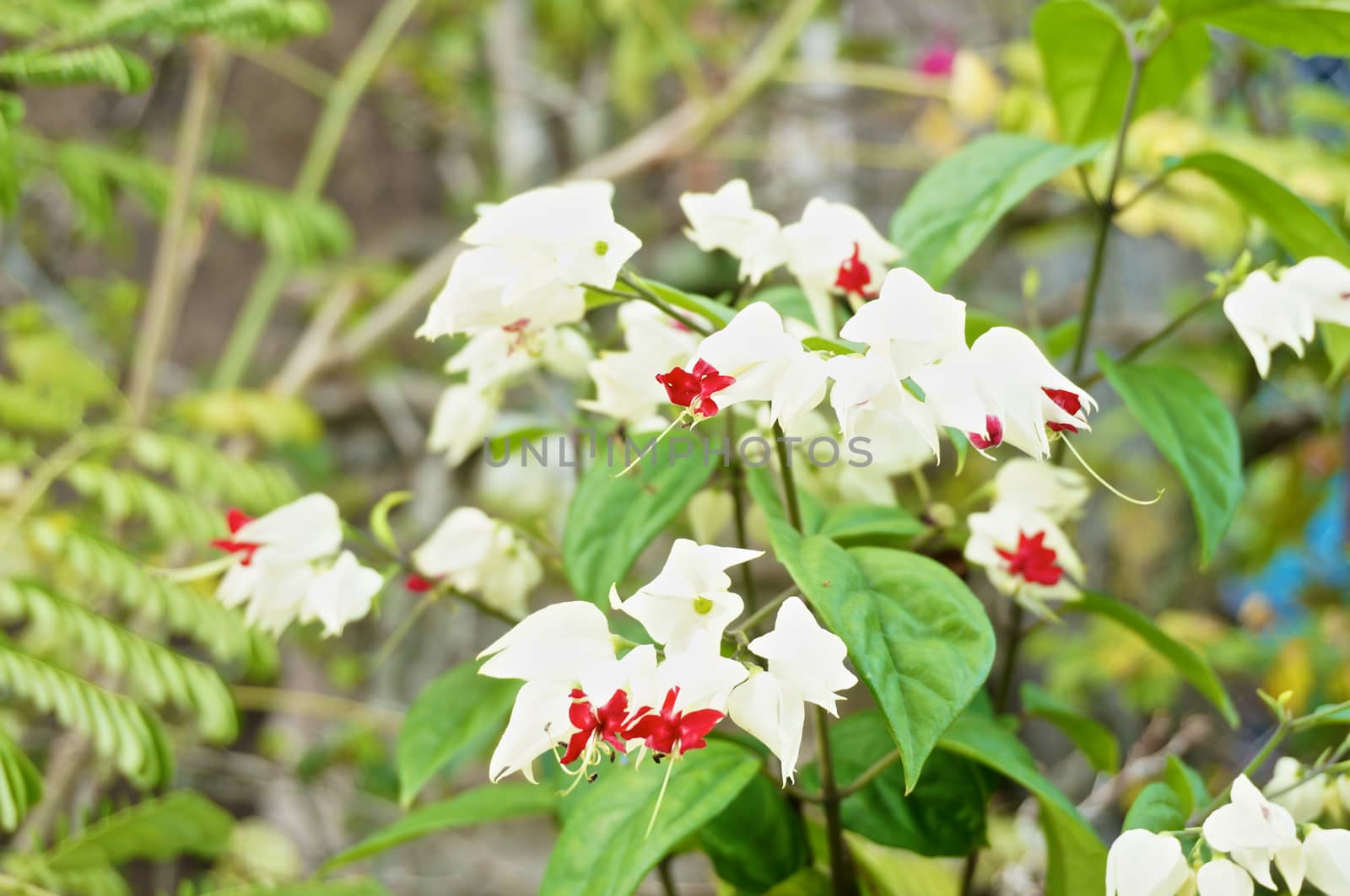 Clerodendrum thomsoniae is small white and red flower in Thailand.