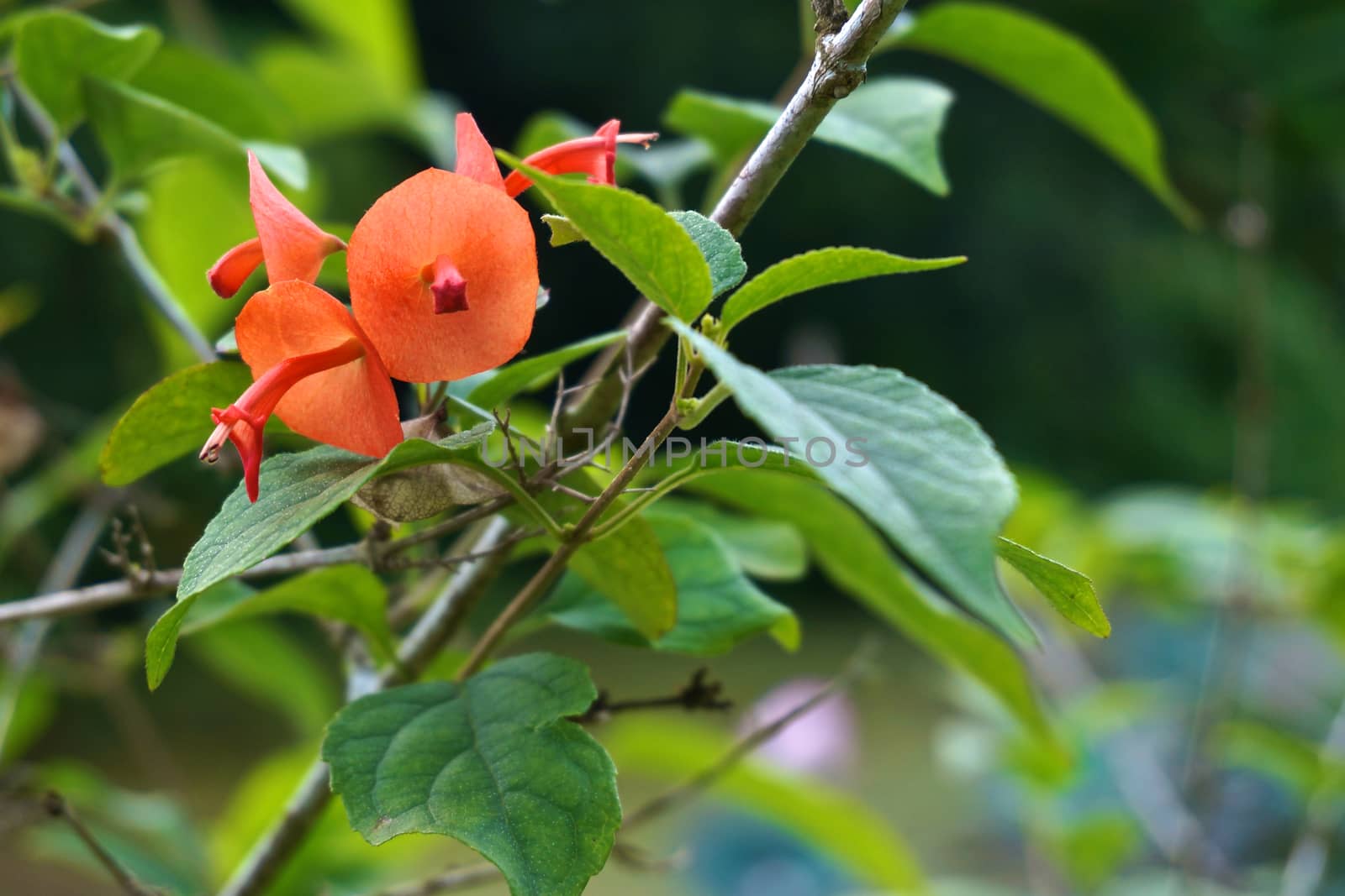 Holmskioldia sanguinea orange flower like chinese hat by eaglesky