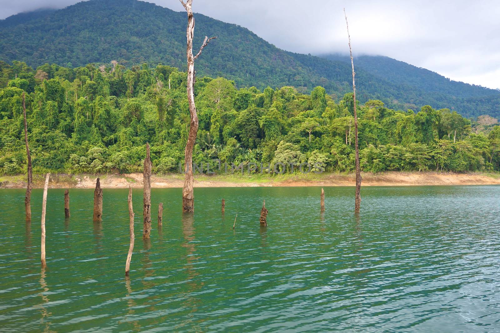 Dead tree in lake of dales has forest and mountain background in Thailand.