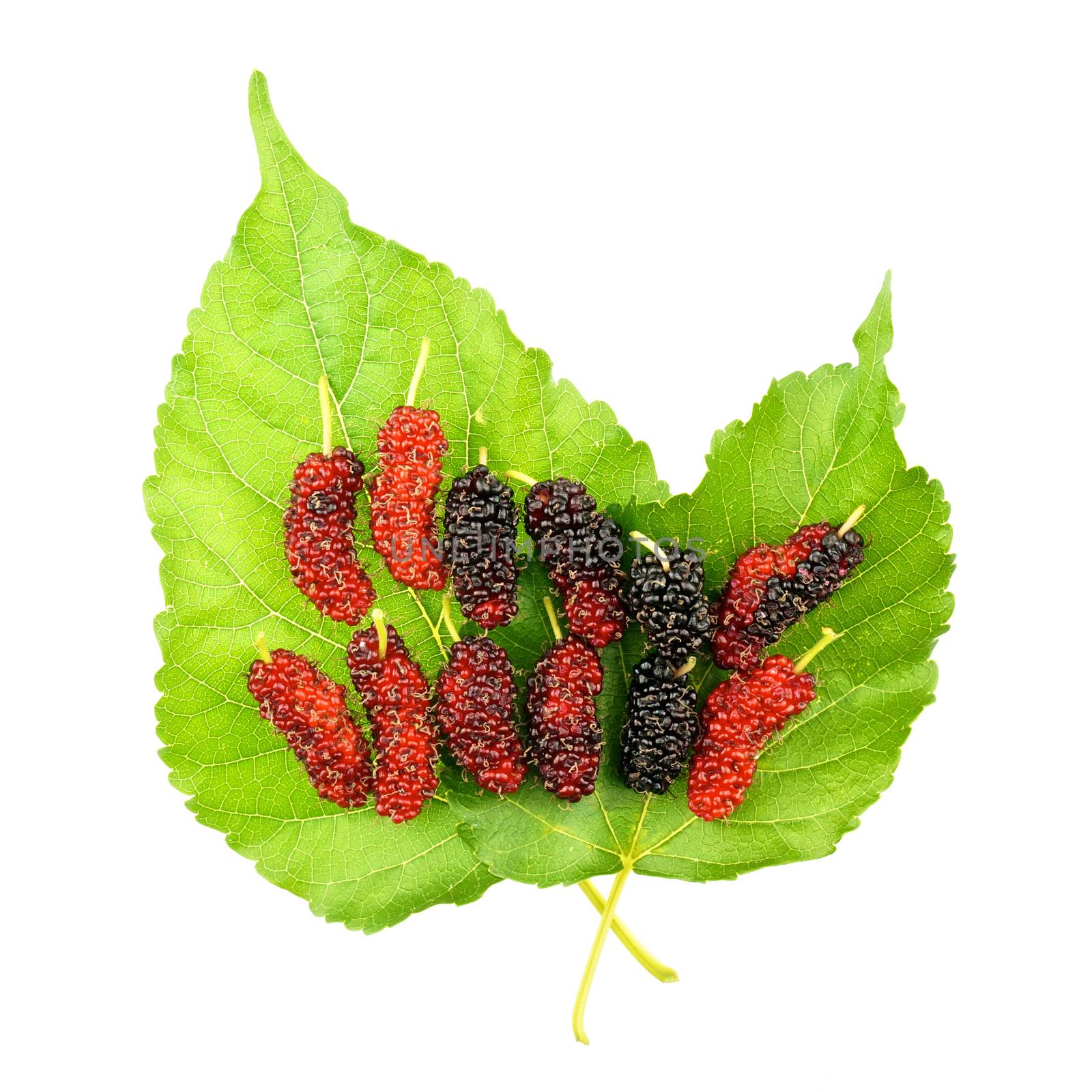 Red and black mulberry on leaf isolated by eaglesky