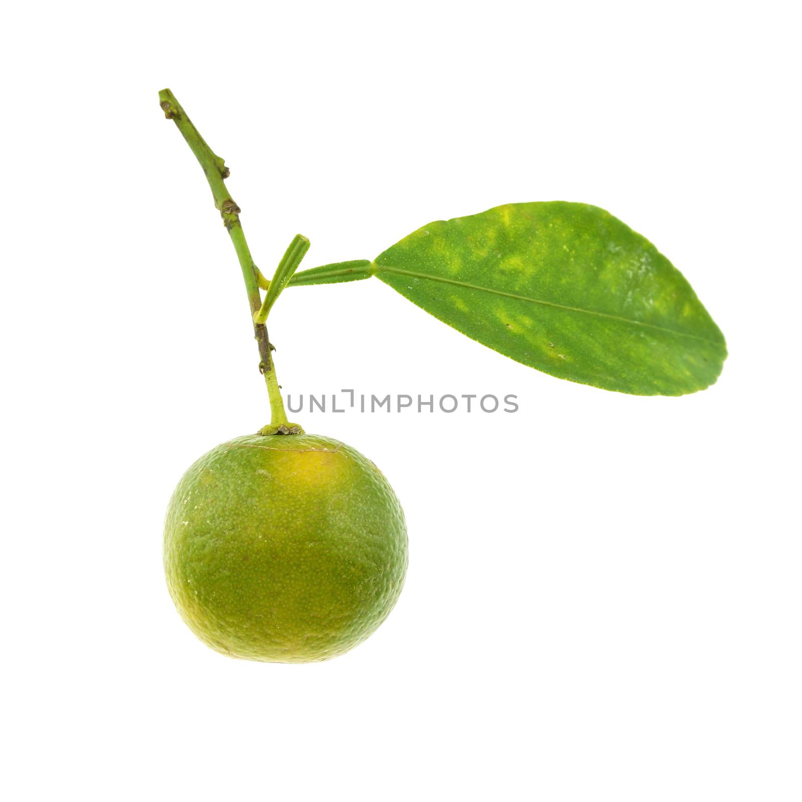 Green calamondin and leaf used instead of lemon isolated on white background.