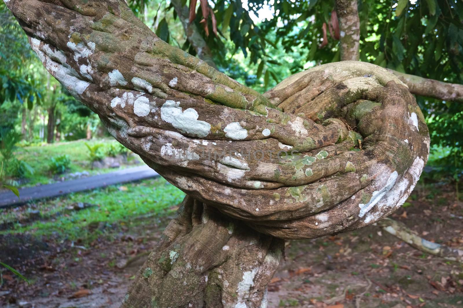 Large brown vine twist in forest region rainforest in Thailand.